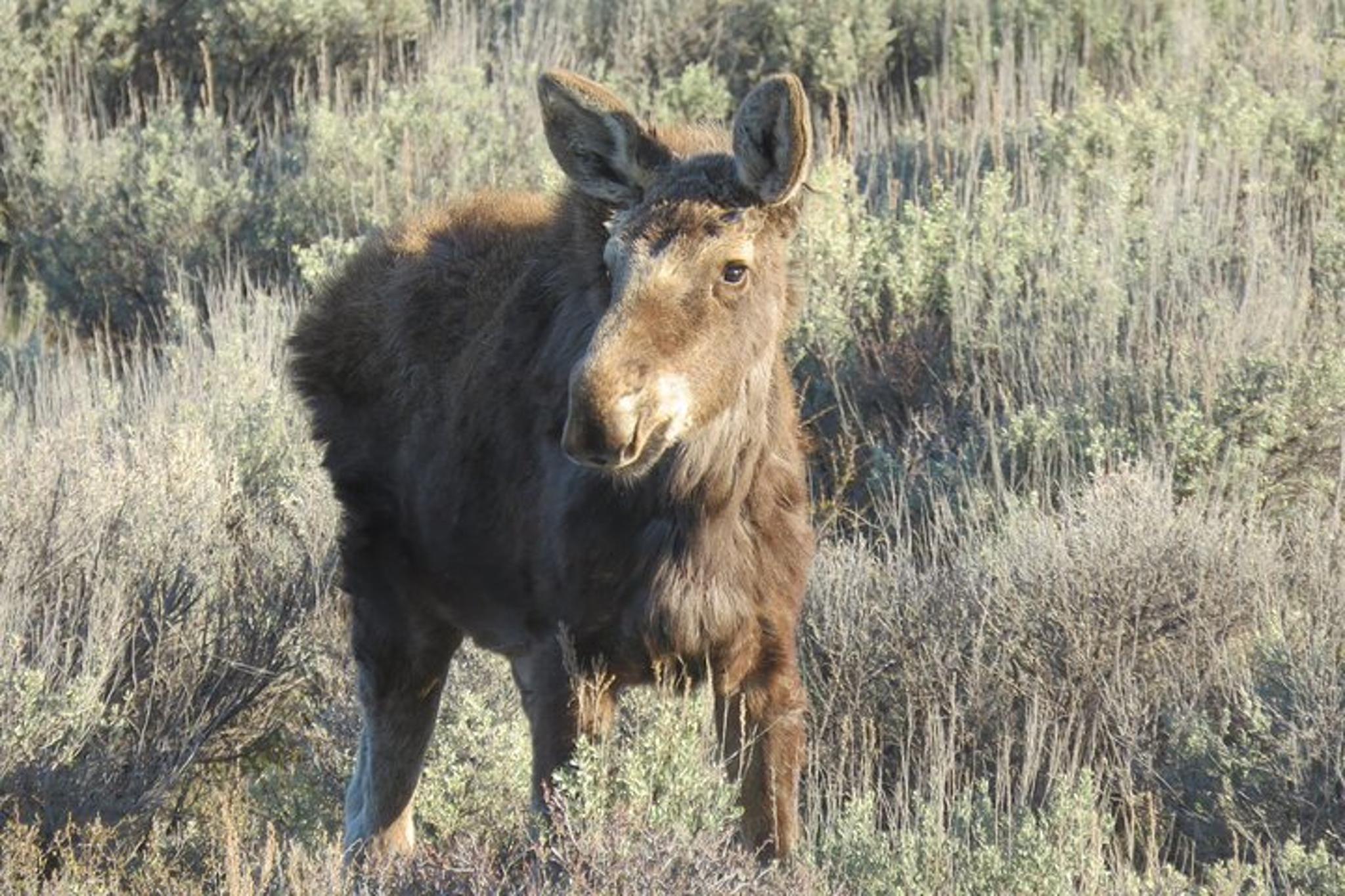 Jackson Hole Sunrise Tour in Grand Teton National Park - Image 2