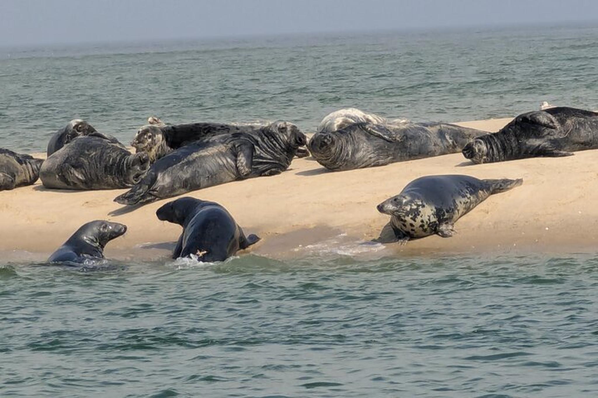 Cape Cod Customizable Boating Adventure - Image 3