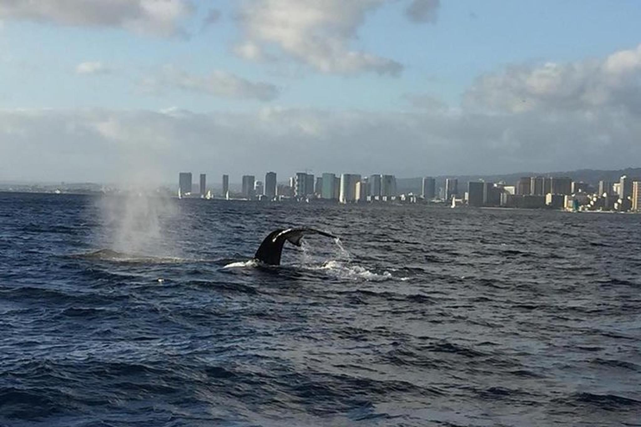 Waikiki Whale Watching Tour at Sunset - Image 4