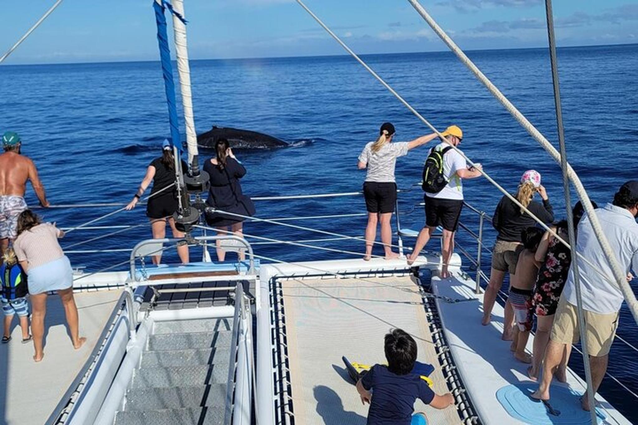 Waikoloa Whale Watching Cruise 90 Min - Image 3