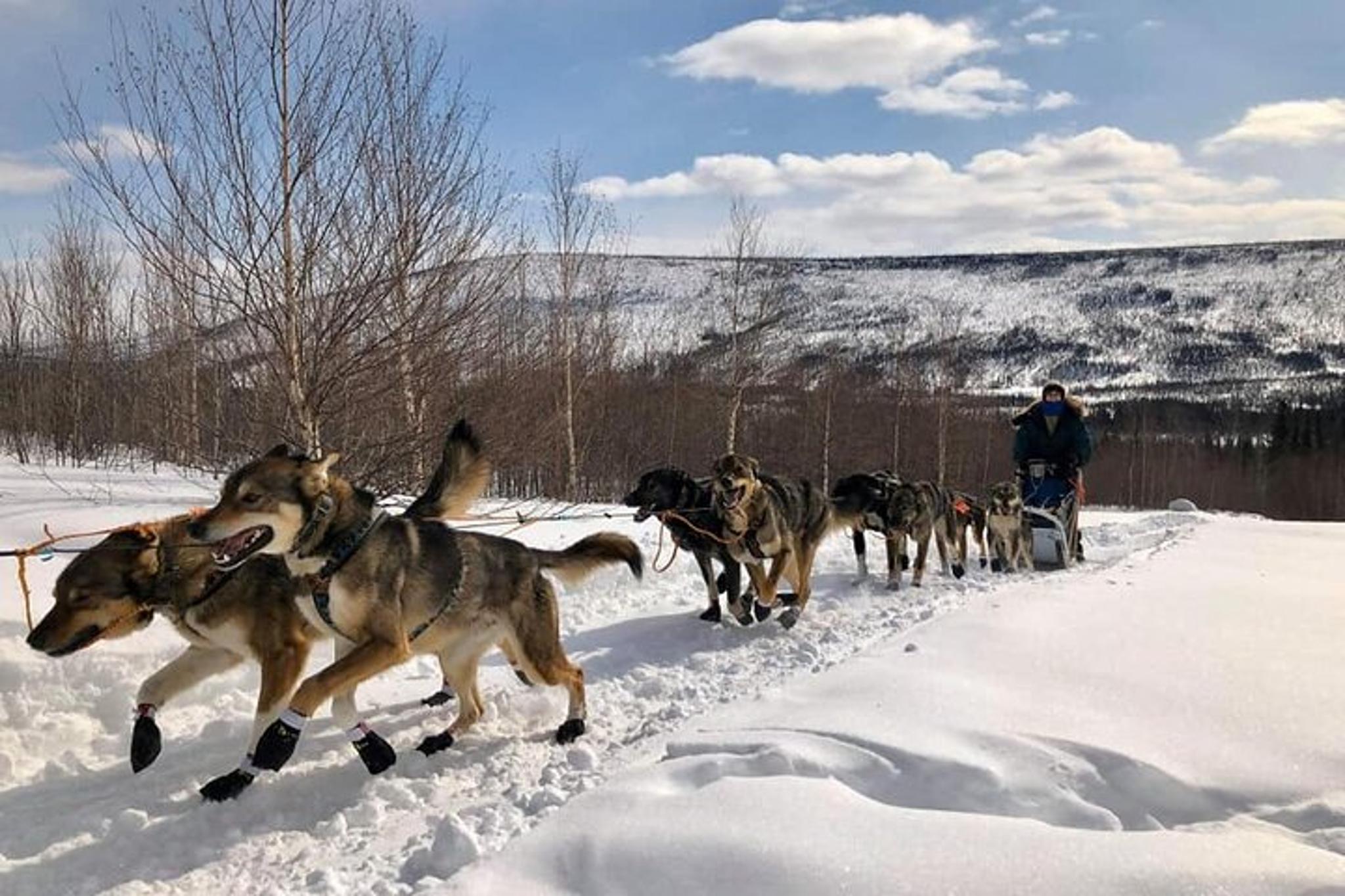 Fairbanks Overnight Dog Sledding Adventure - Image 2