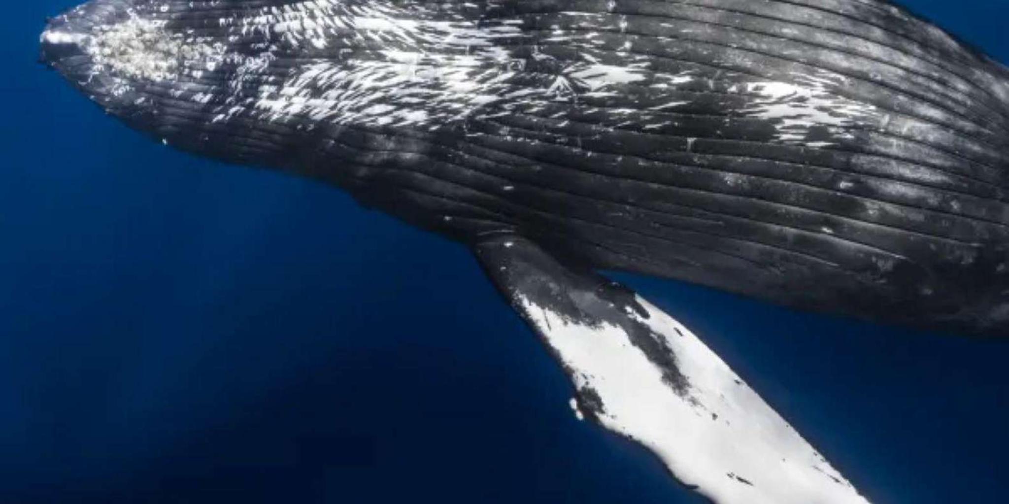Kawaihae Whale Watching Tour