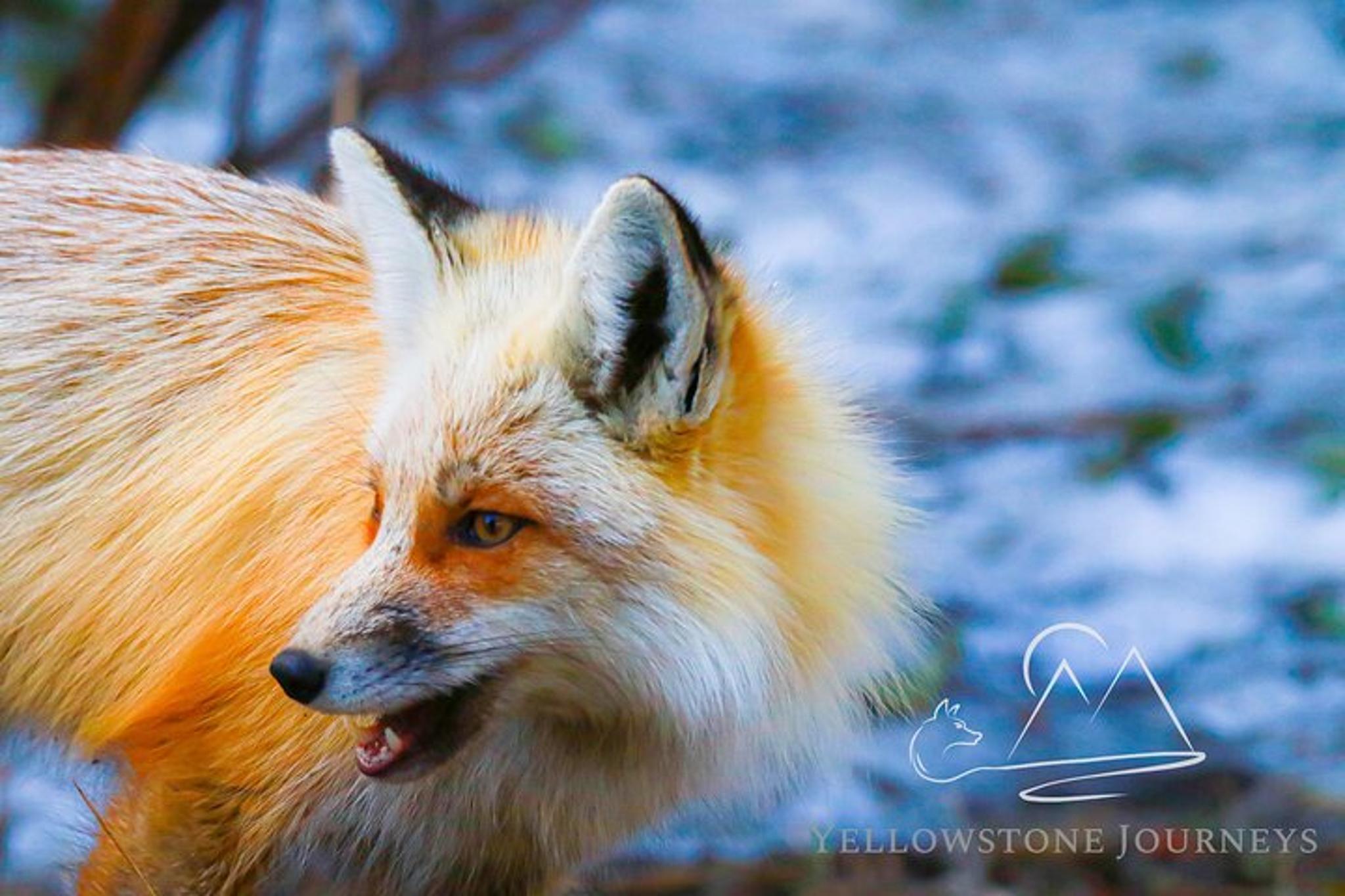 Gardiner Yellowstone Journey - Image 2