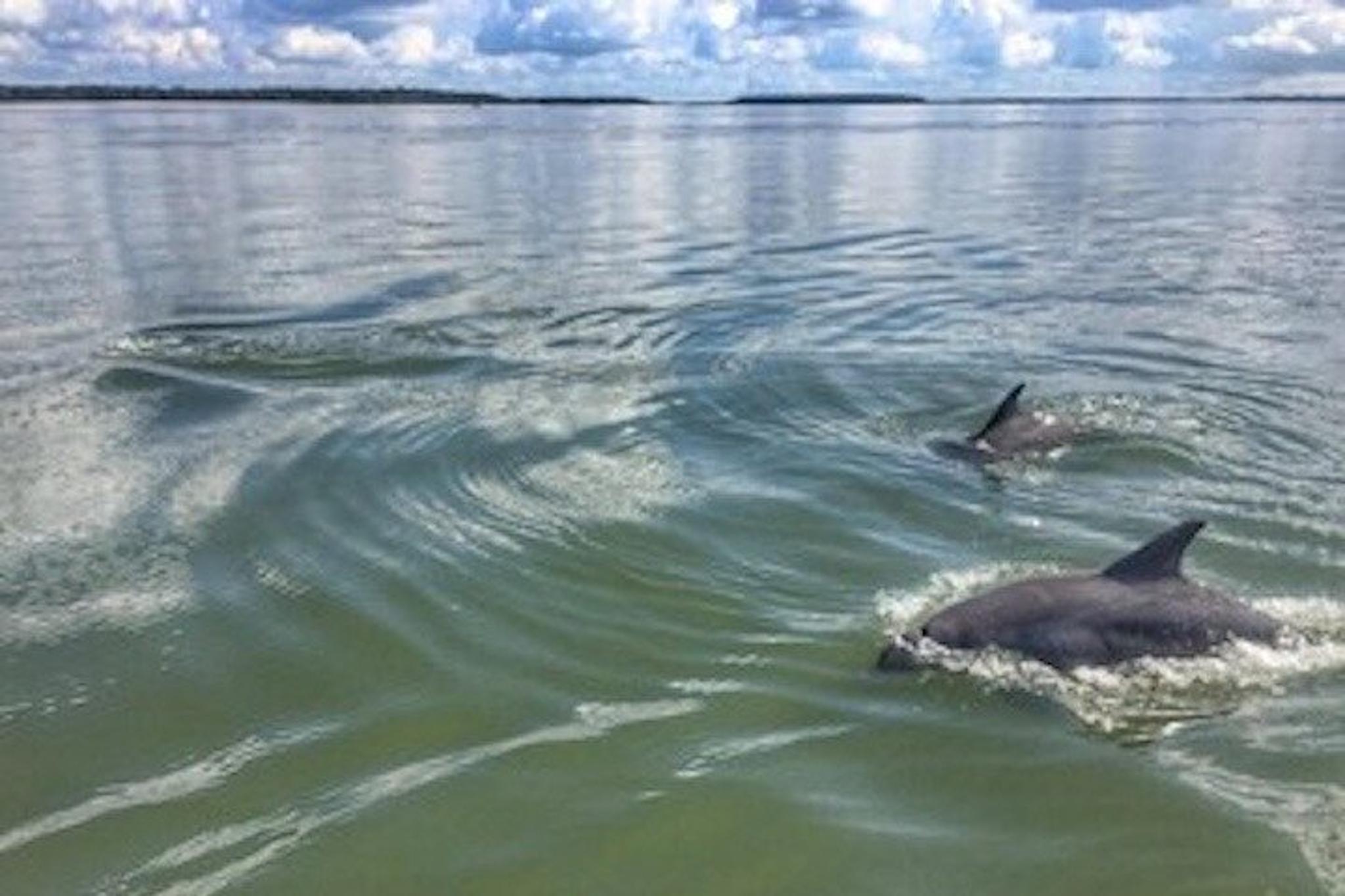 Hilton Head Dolphin Tour at Sunset - Image 3