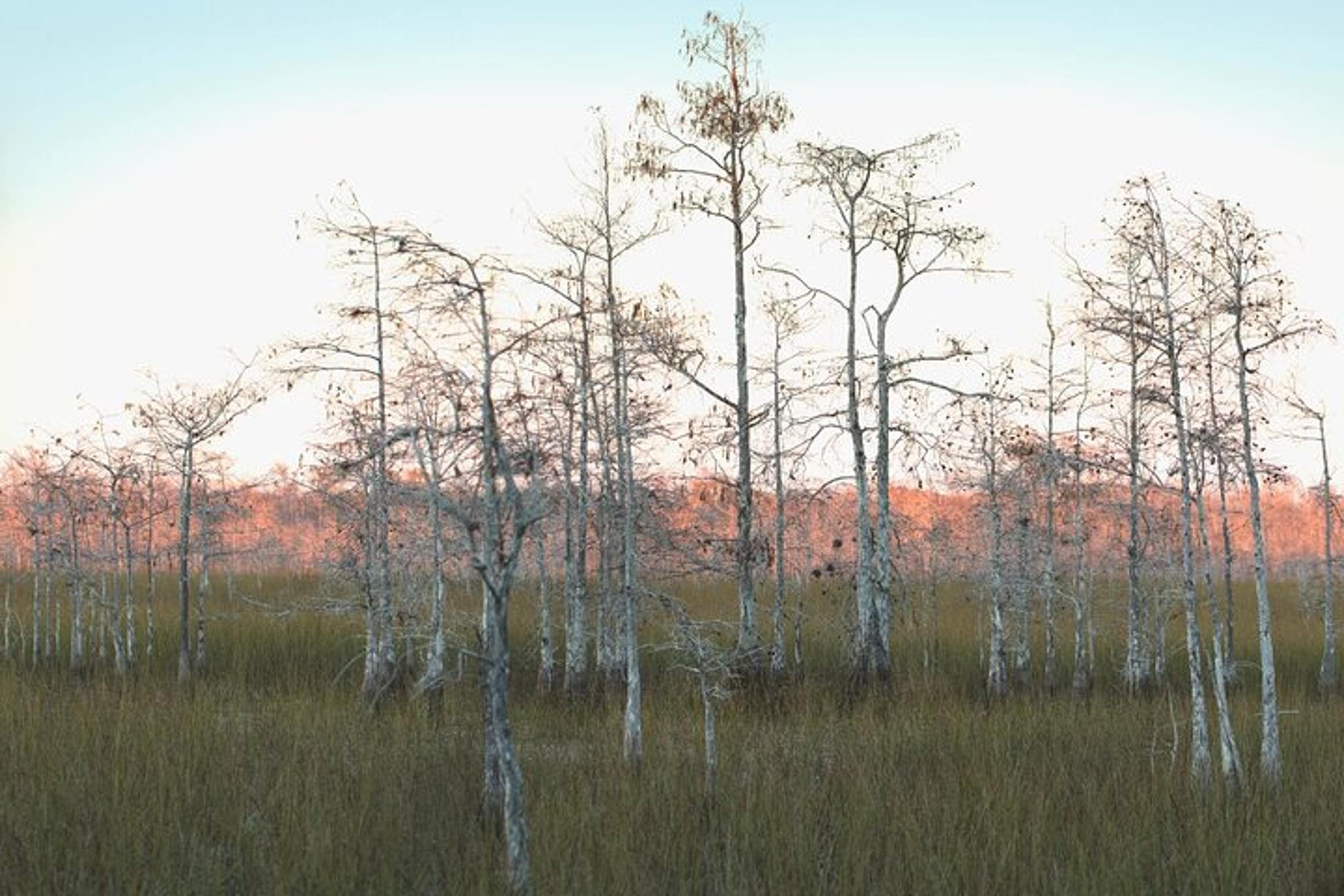 Big Cypress National Preserve Self-Guided Driving Tour - Image 5