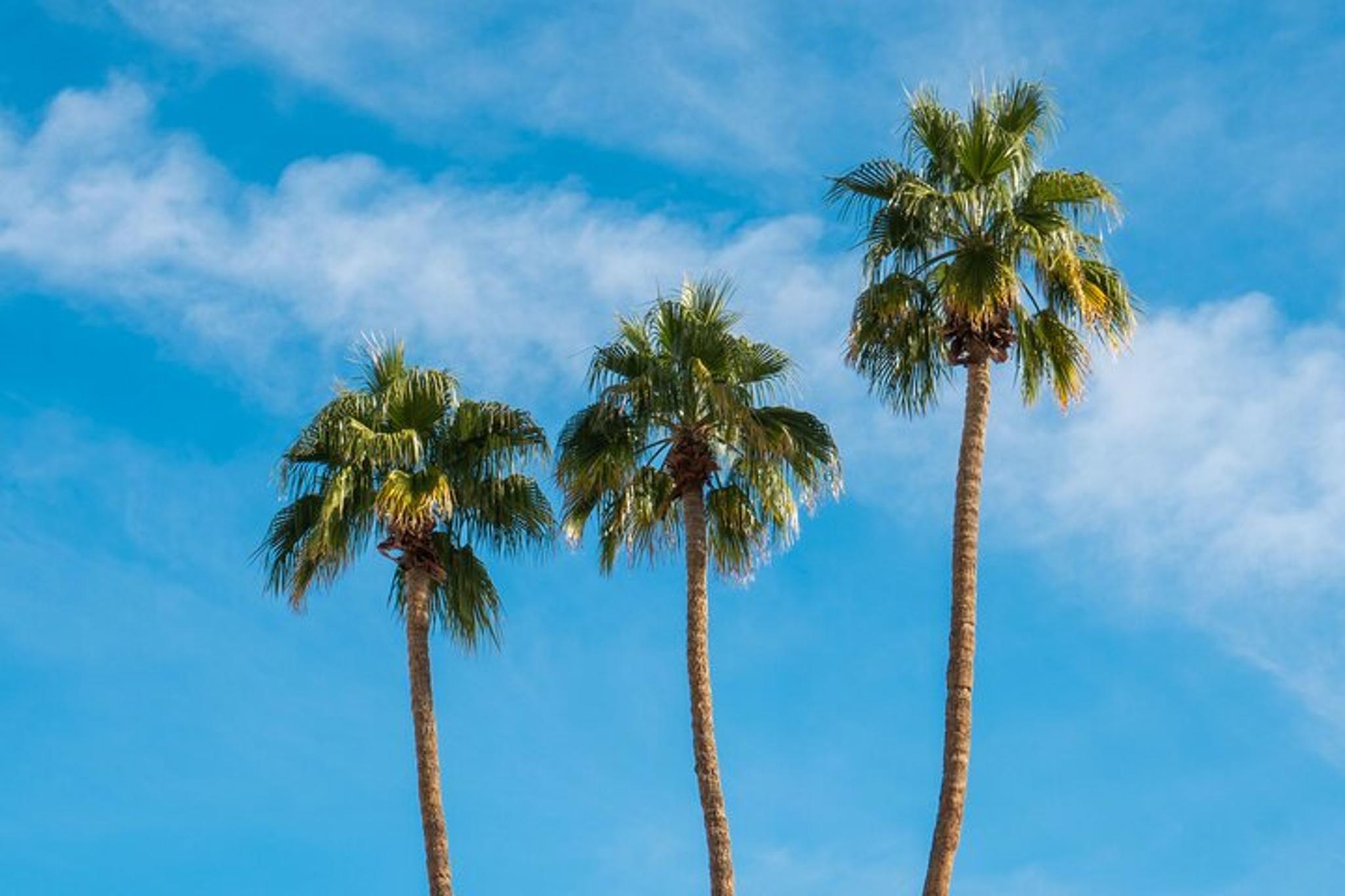 Palm Springs Icons Tour - Image 6
