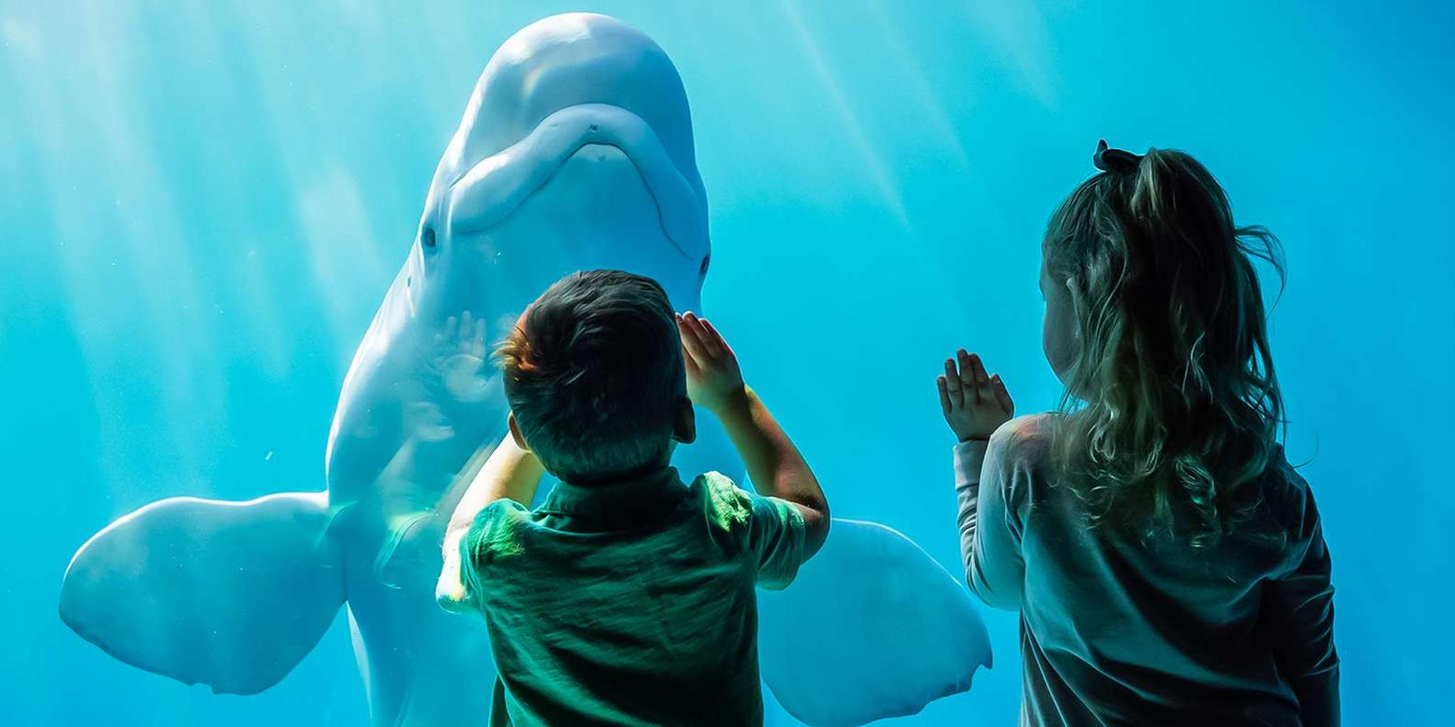 Chicago CityPASS®: 5 Attractions Pass - Image 6