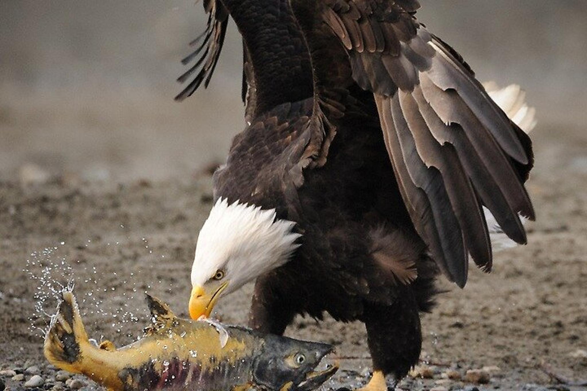 Skagway Wildlife Safari & Bear Viewing - Image 2