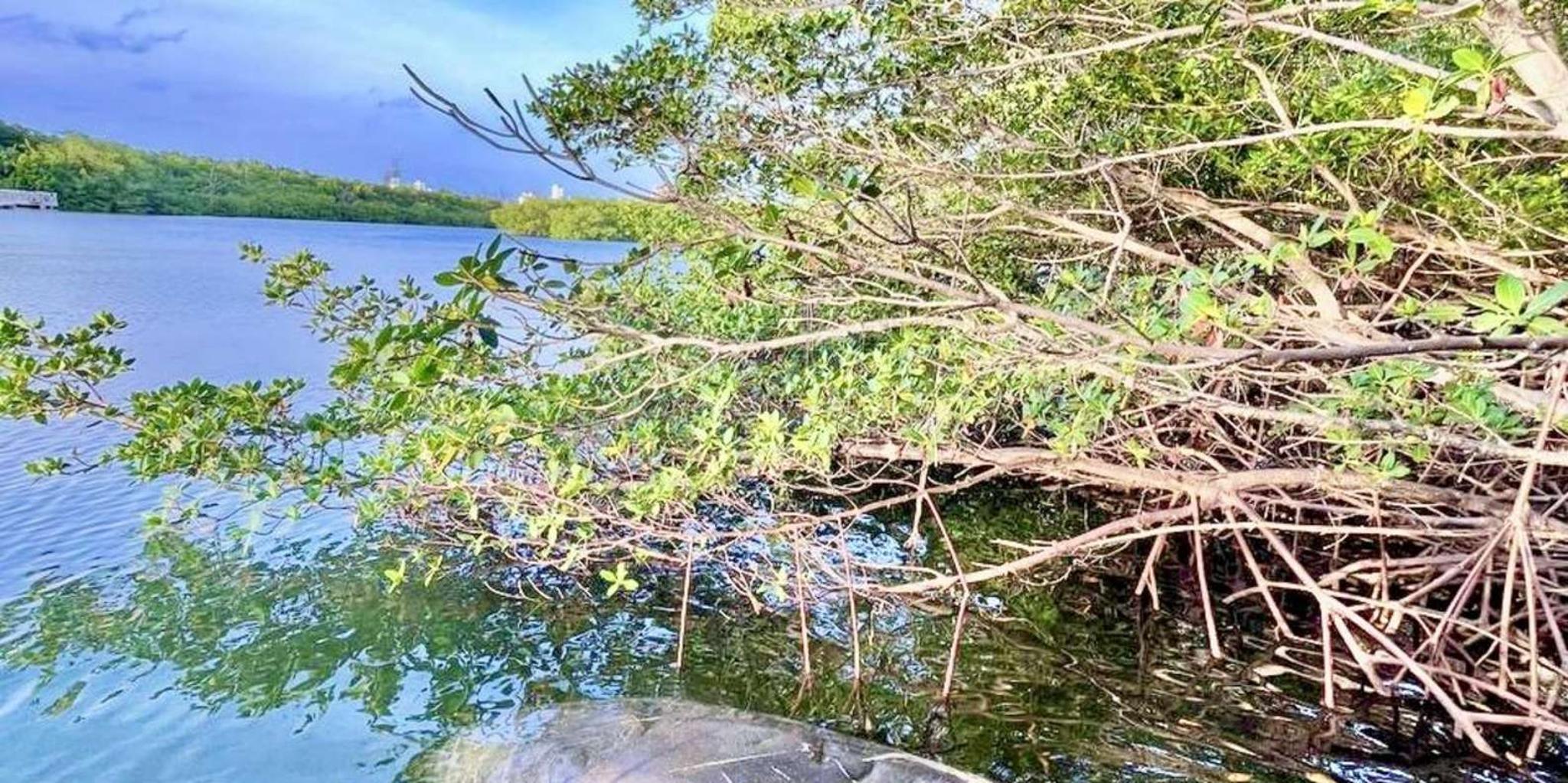 Miami Paddleboard or Kayak Tour in Manatee Season - Image 6