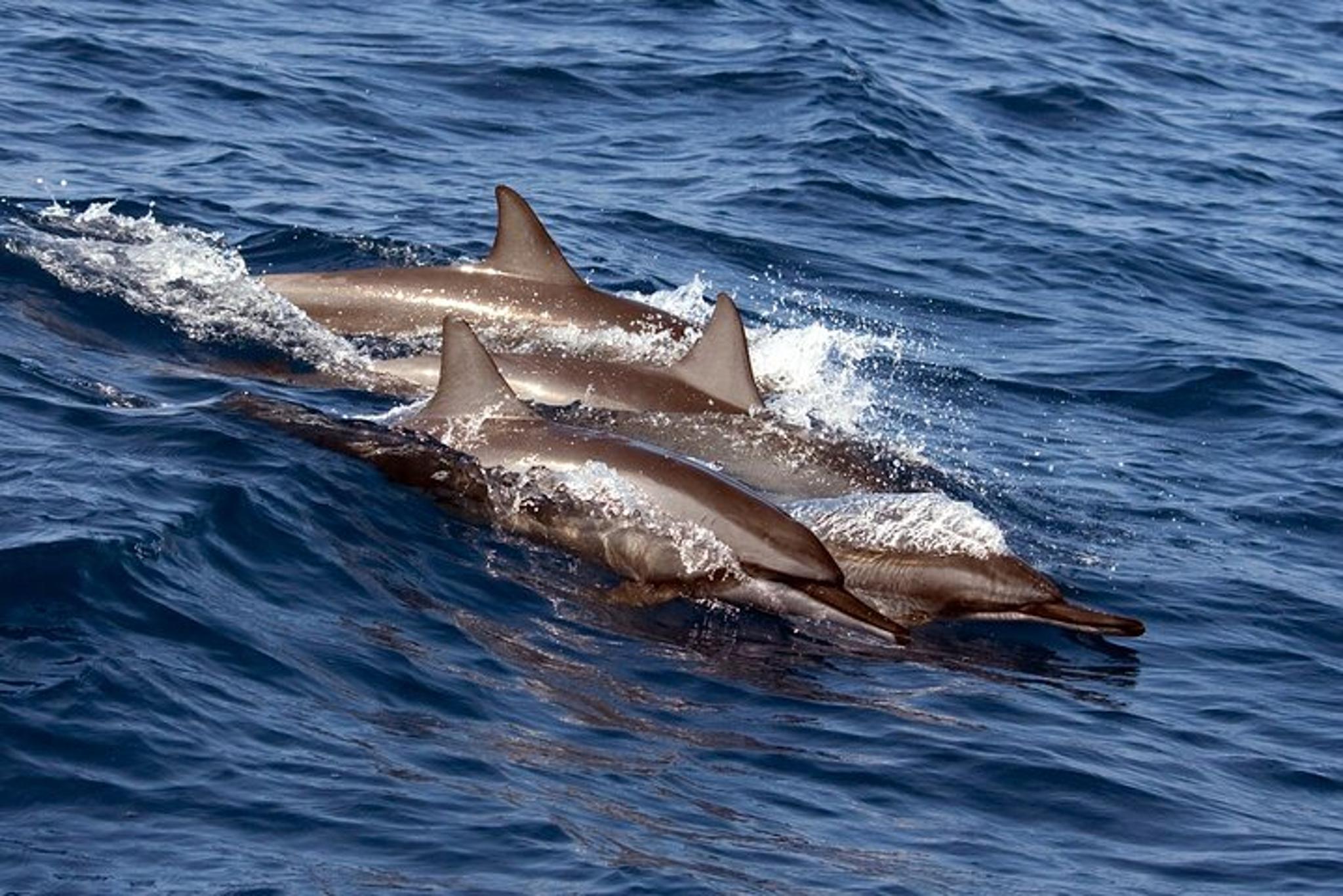 Kailua Kona Private Ocean Adventure - Image 4