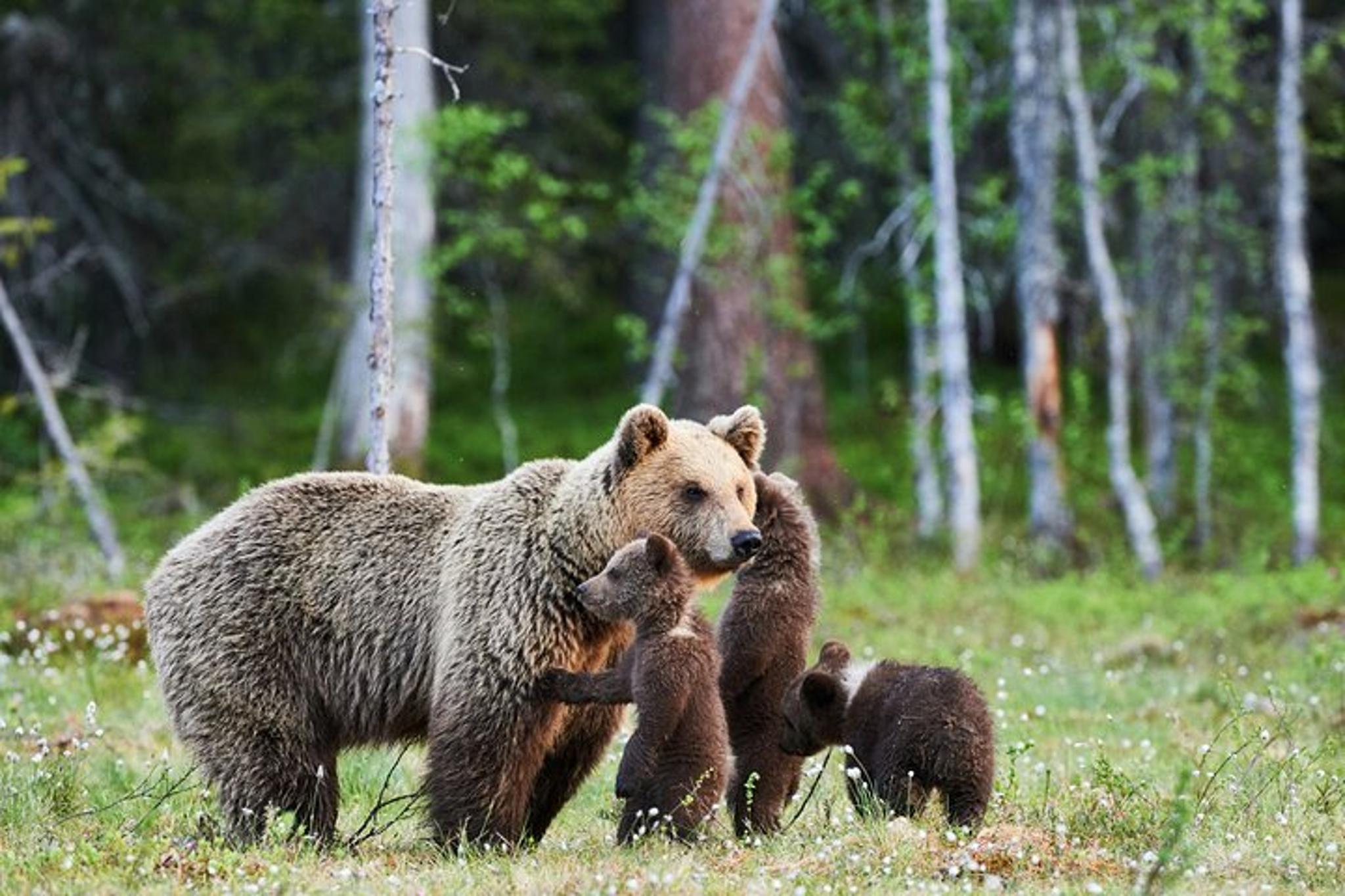 Anchorage Alaskan Highlights Tour Denali to Kenai Fjords - Image 2