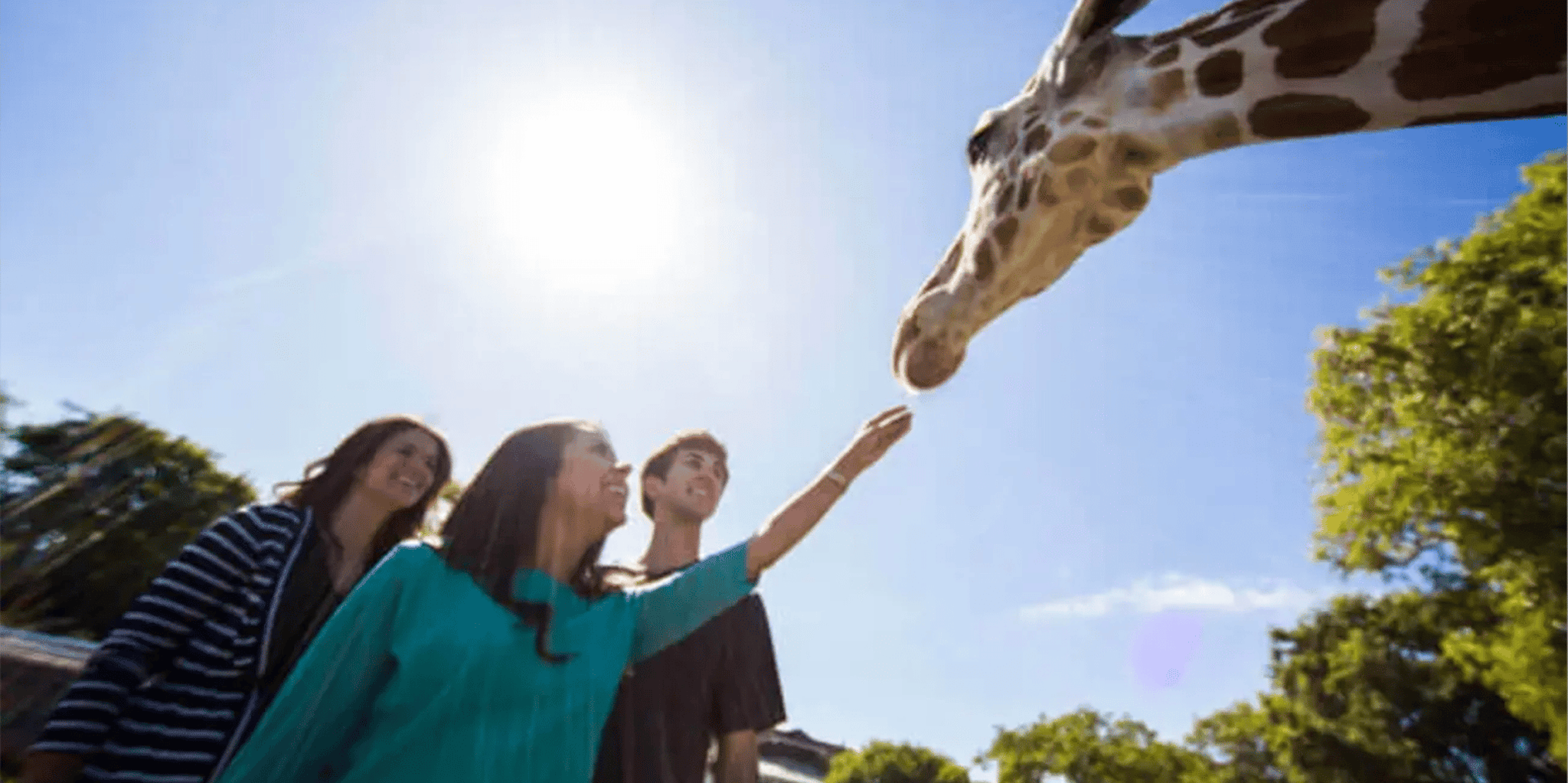 Tampa Serengeti Safari Tour 30 Min - Image 6