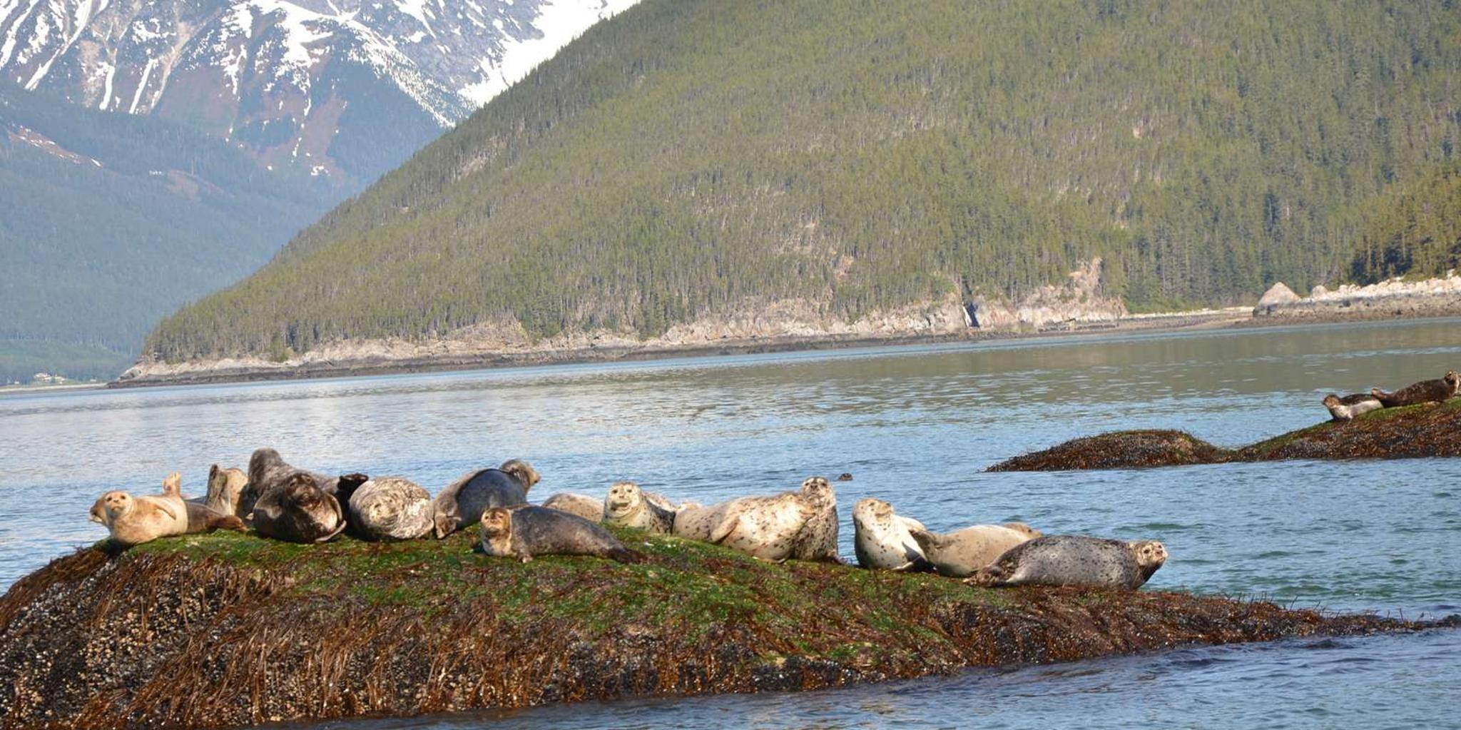 Skagway Ocean Raft Adventure - Image 4