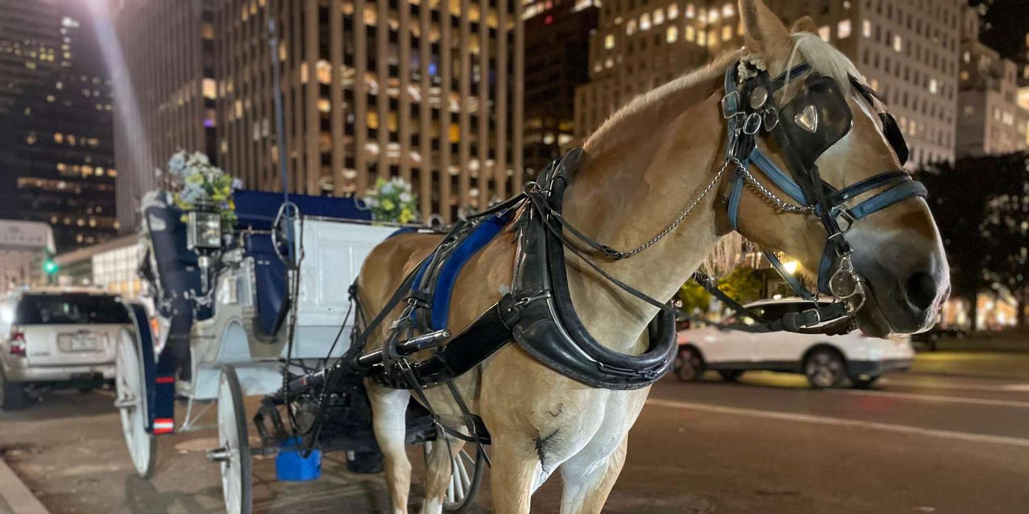 New York City Central Park Horse and Carriage Ride - Image 3