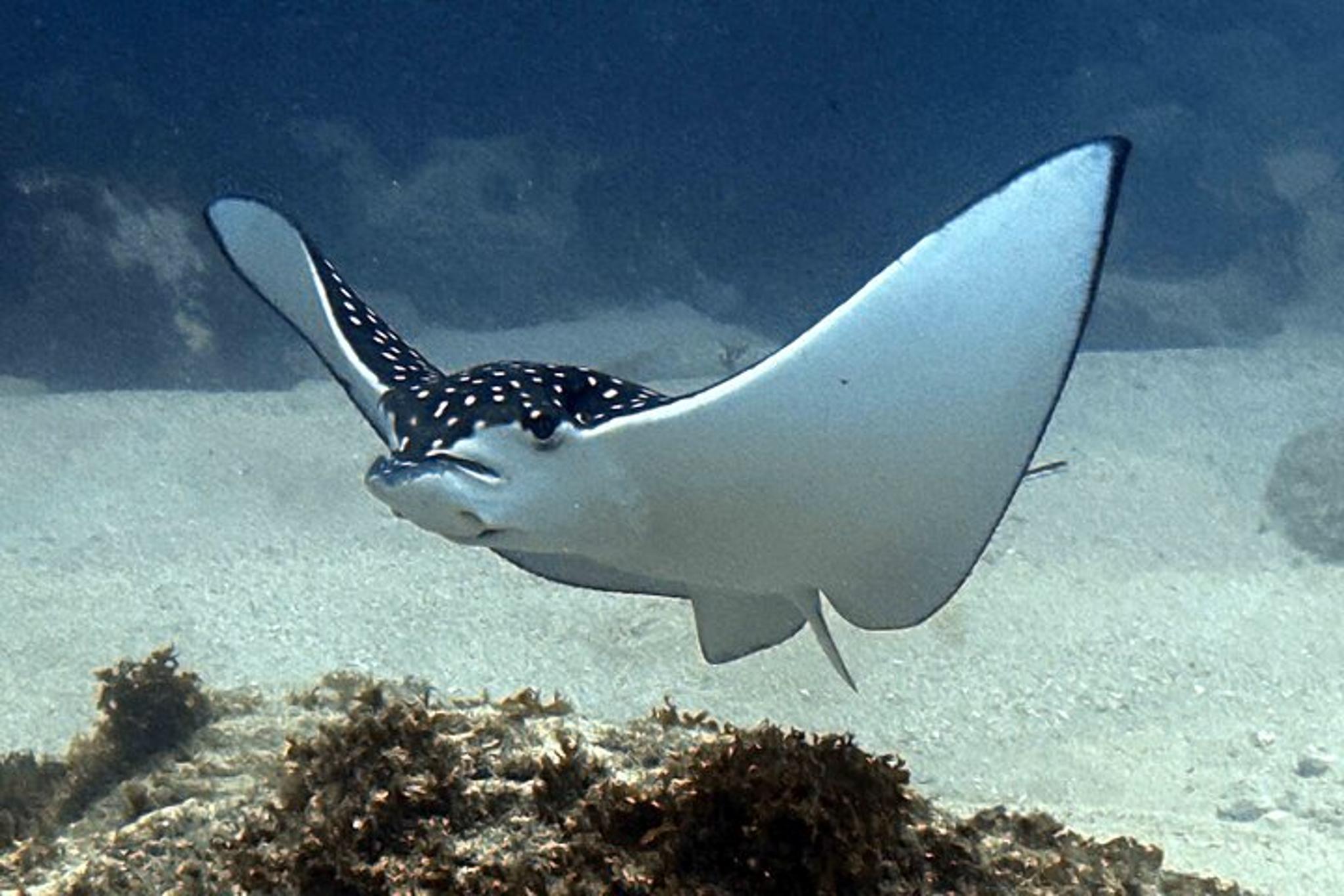 Kauai Scuba Diving for Beginners - Image 6