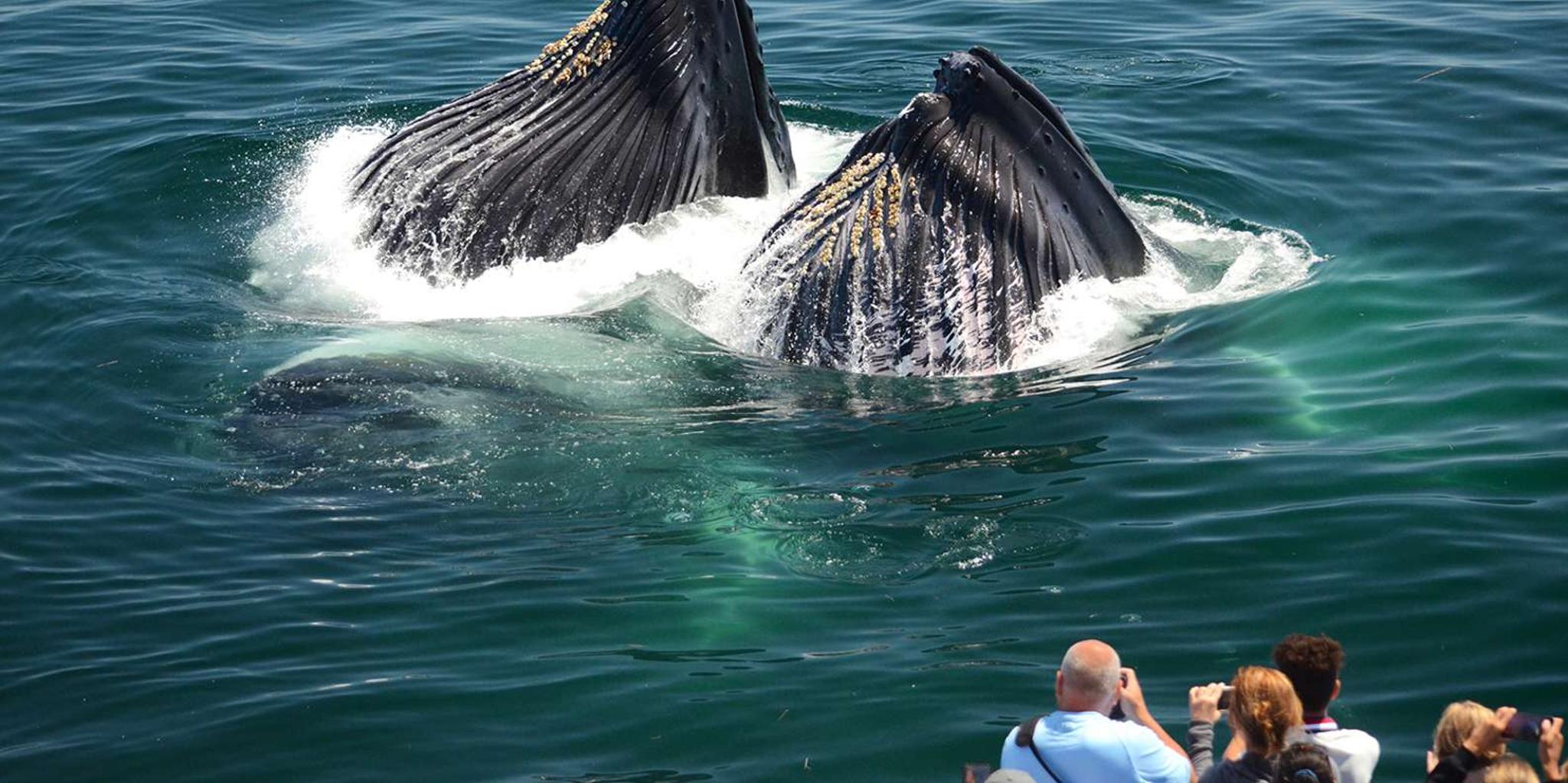 Boston Whale Watching Cruise by High-Speed Boat - Image 2