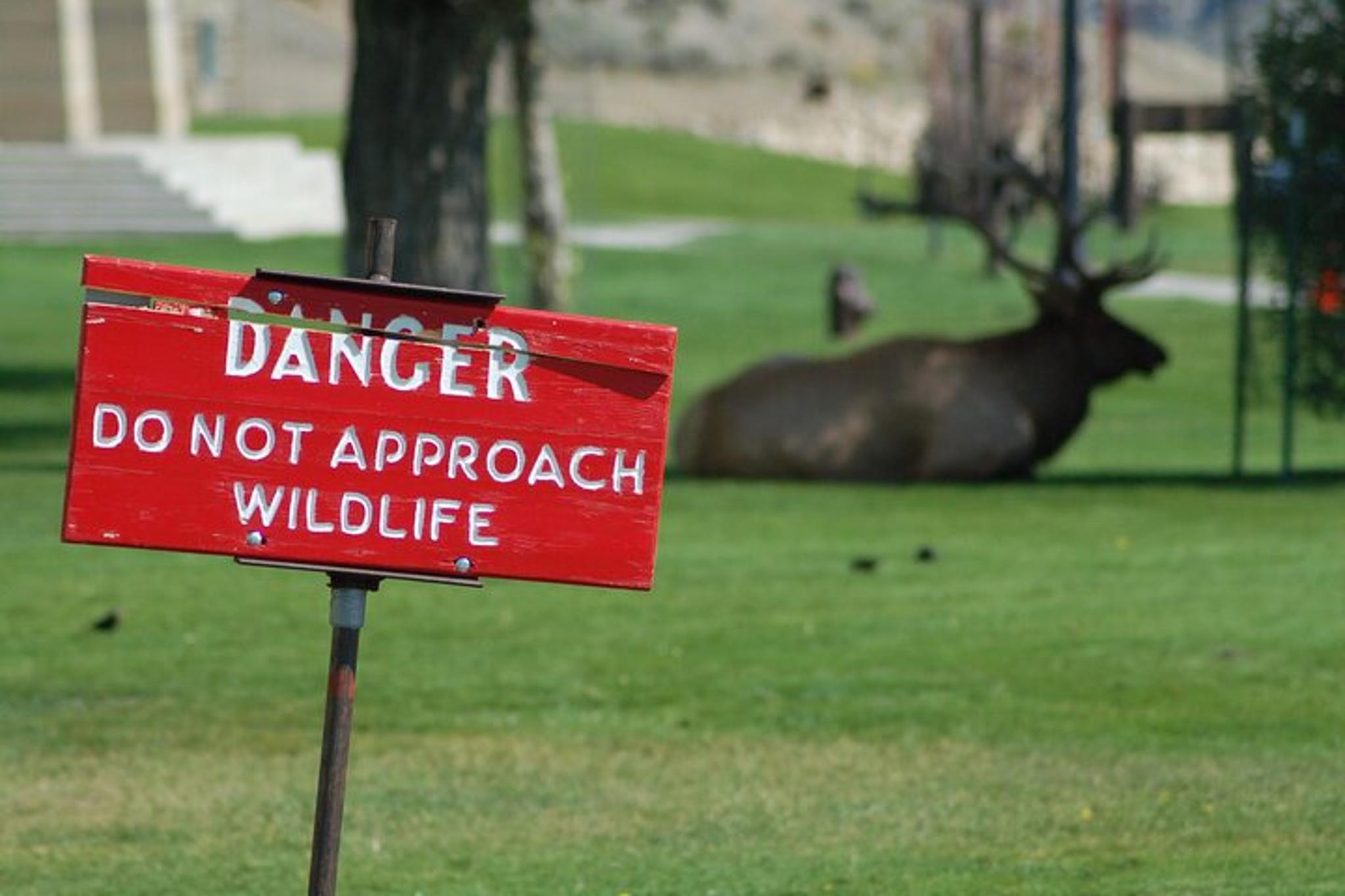 Yellowstone Grand Tour - Image 5