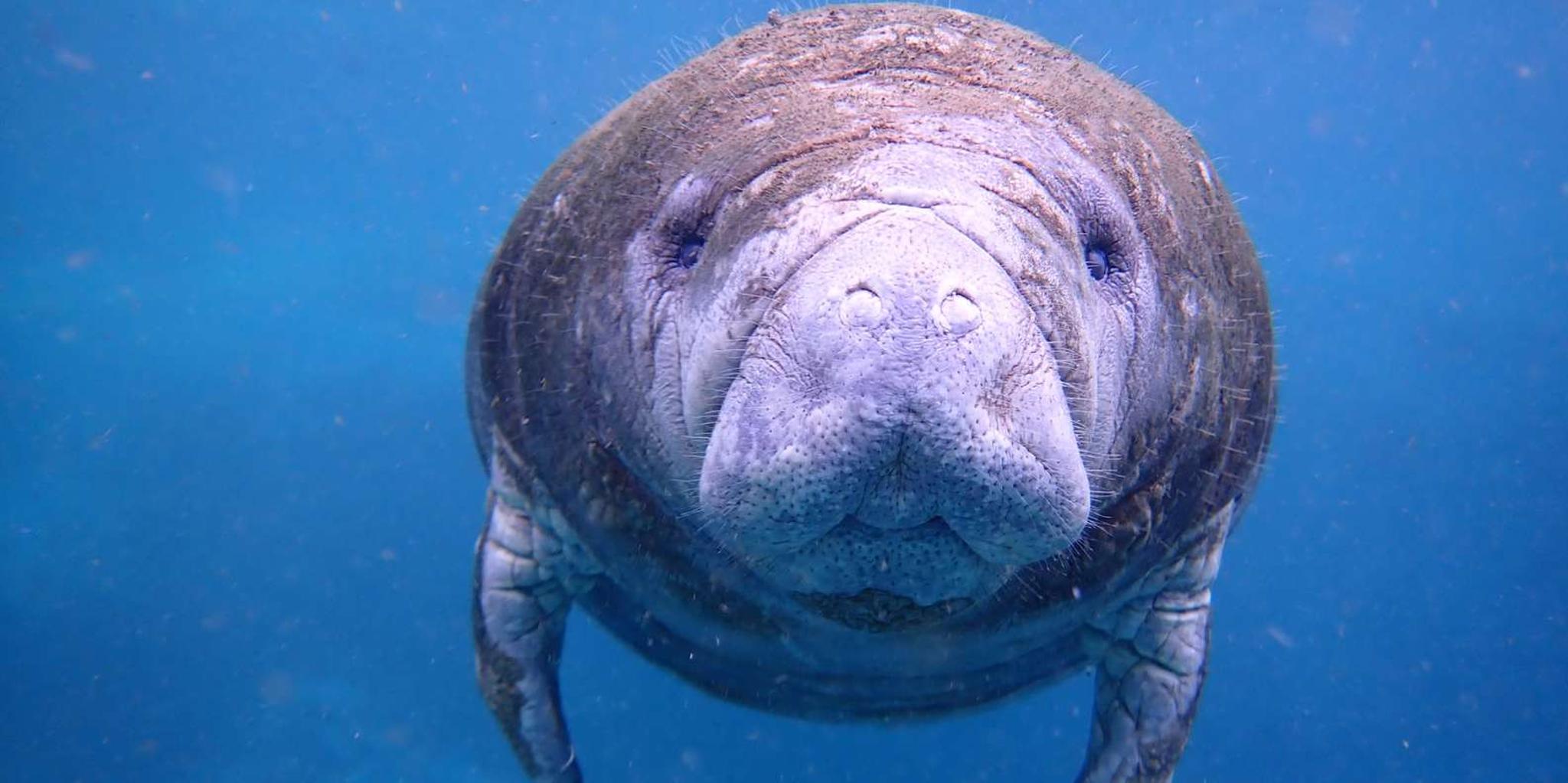 Crystal River Manatee Swim Tour with Photographer 3 hr - Image 3