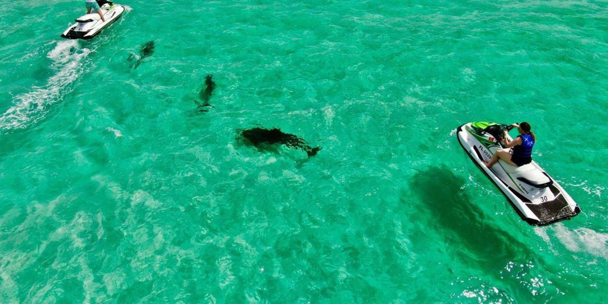 Destin Jet Ski Dolphin Tour - Image 4