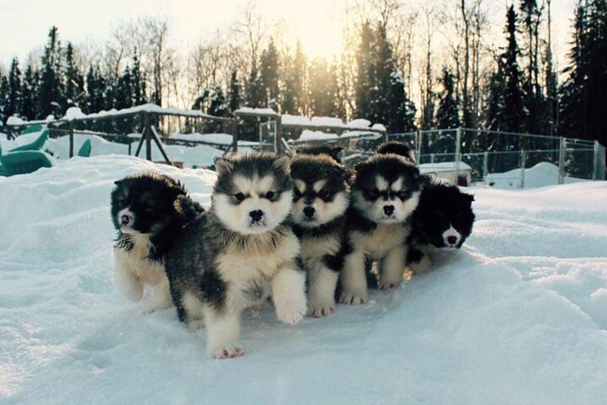 Fairbanks Dogsled Adventure with Homestead Tour