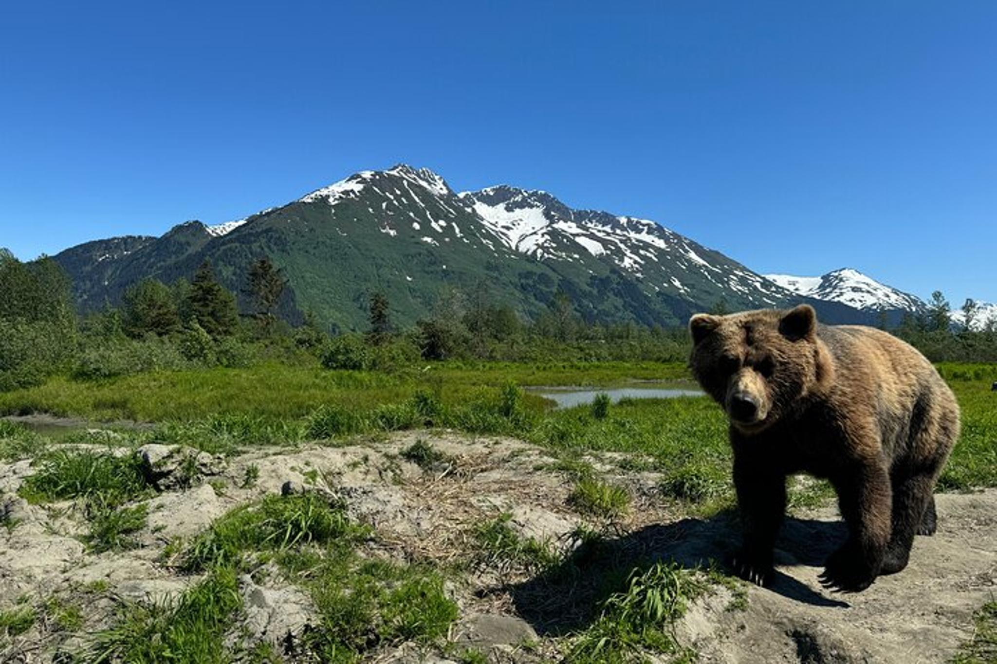 Anchorage Private Tour and Cruise Transfer - Image 4