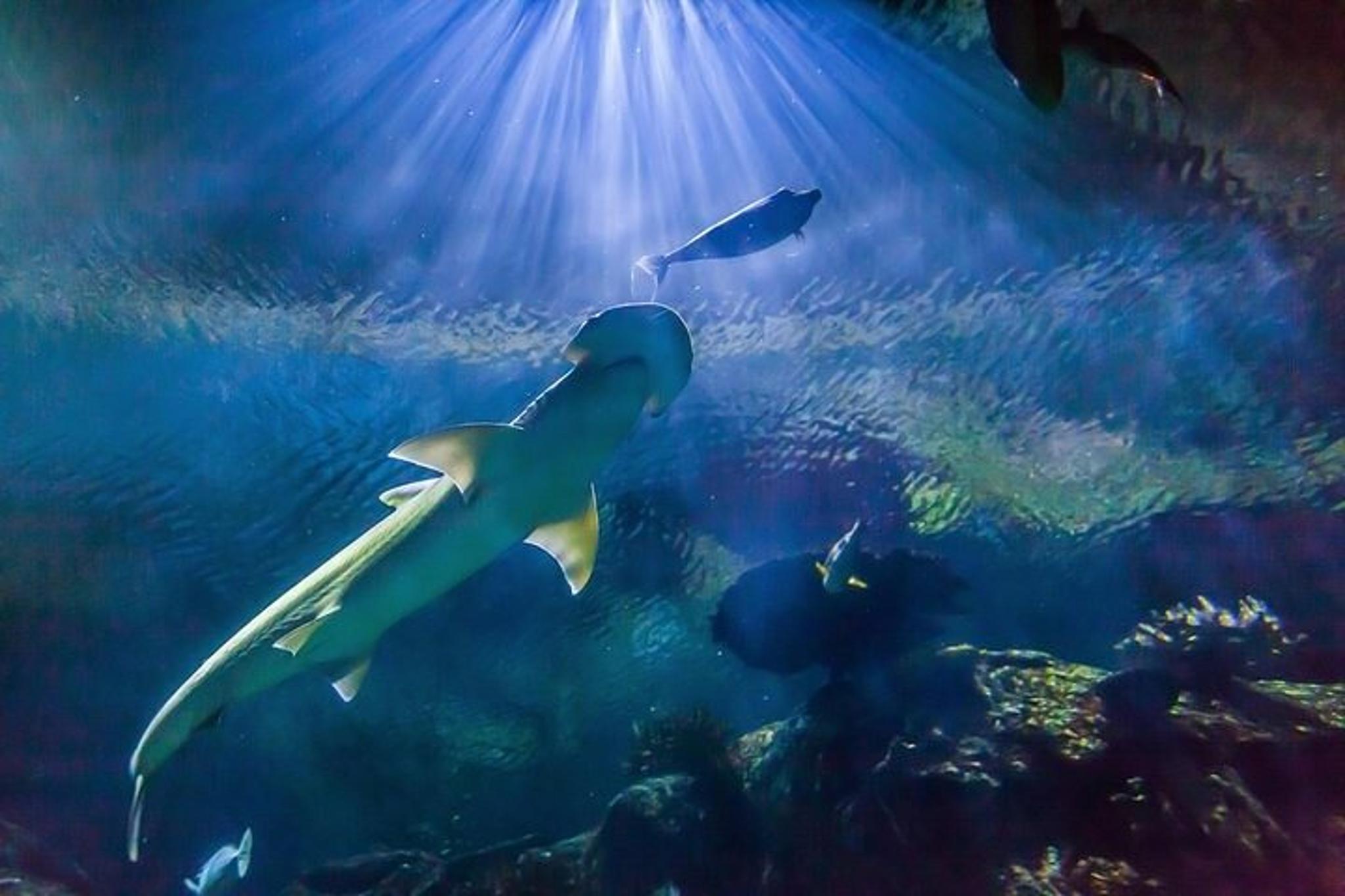 Las Vegas Shark Reef Aquarium - Image 4