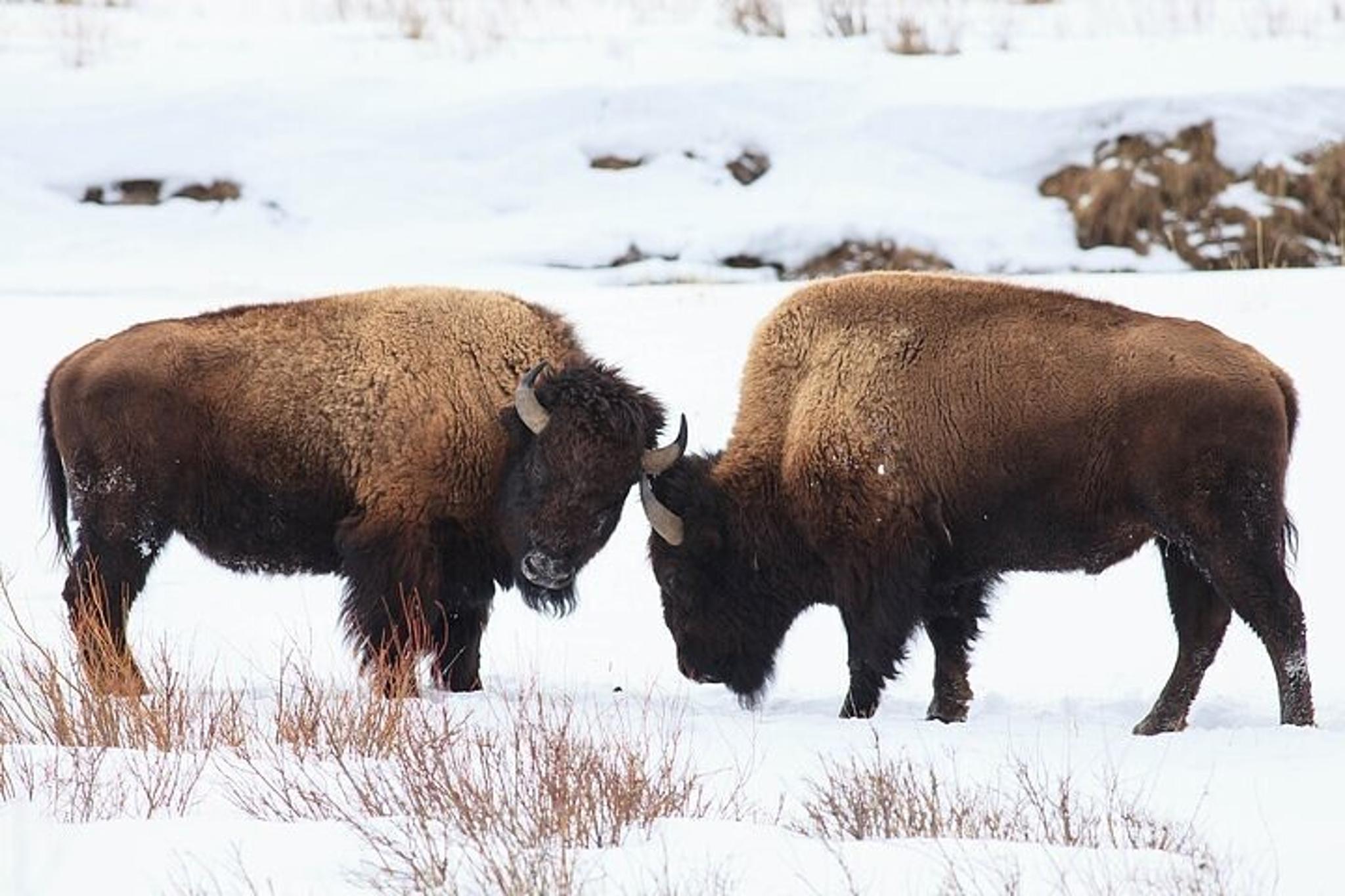 Gardiner Yellowstone Winter Wildlife Safari - Image 4