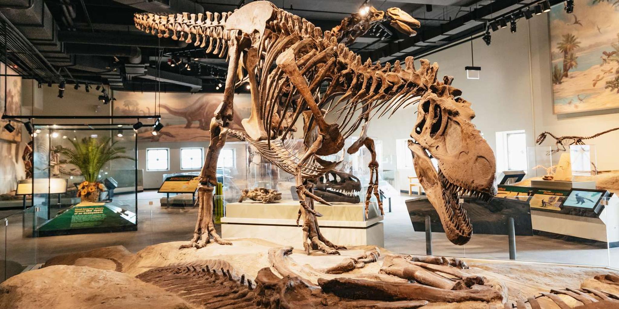 Chicago Field Museum of Natural History Tour - Image 3