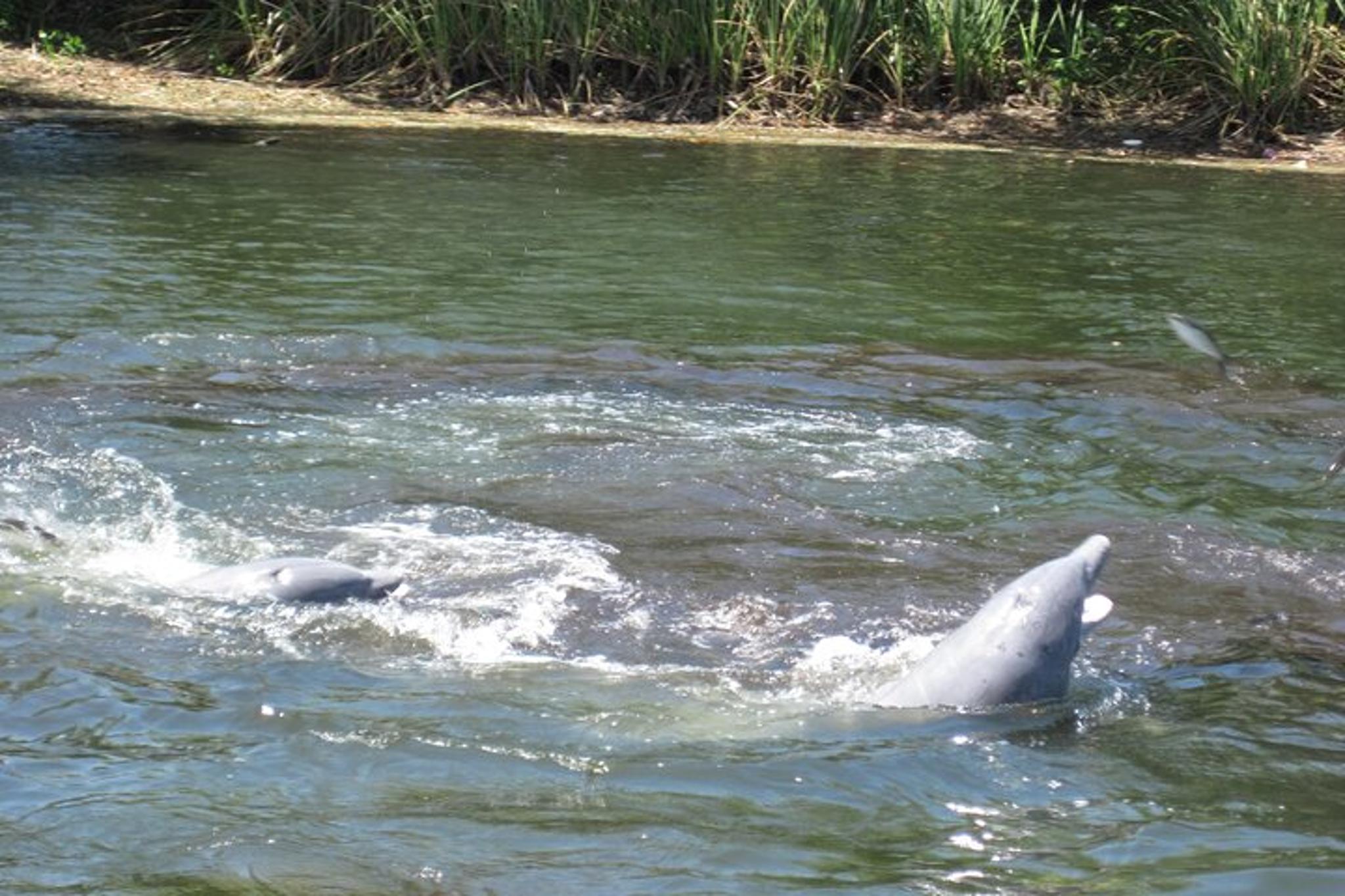 Crystal River Wildlife Safari Boat Cruise