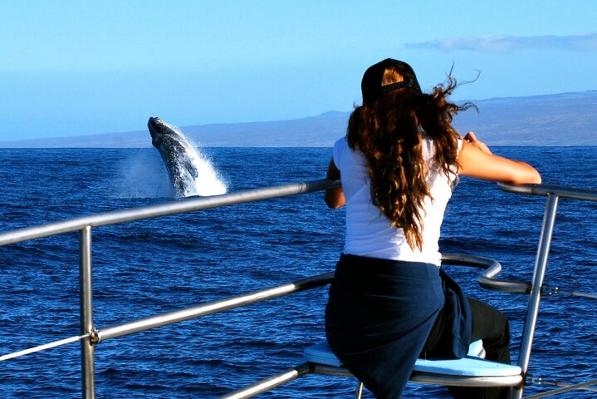 Waikoloa Whale Watching Cruise 90 Min - Image 5