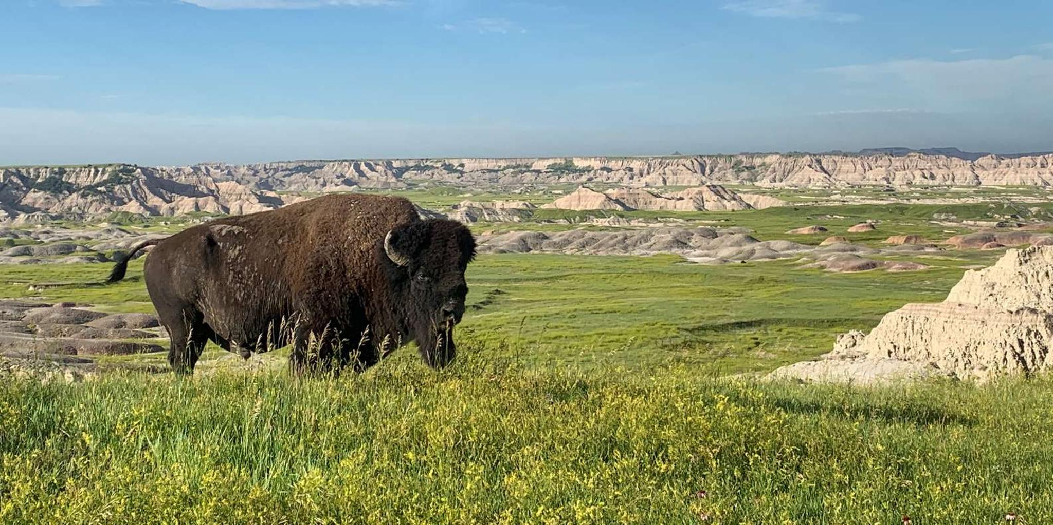 Rapid City Badlands National Park Day Tour - Image 3
