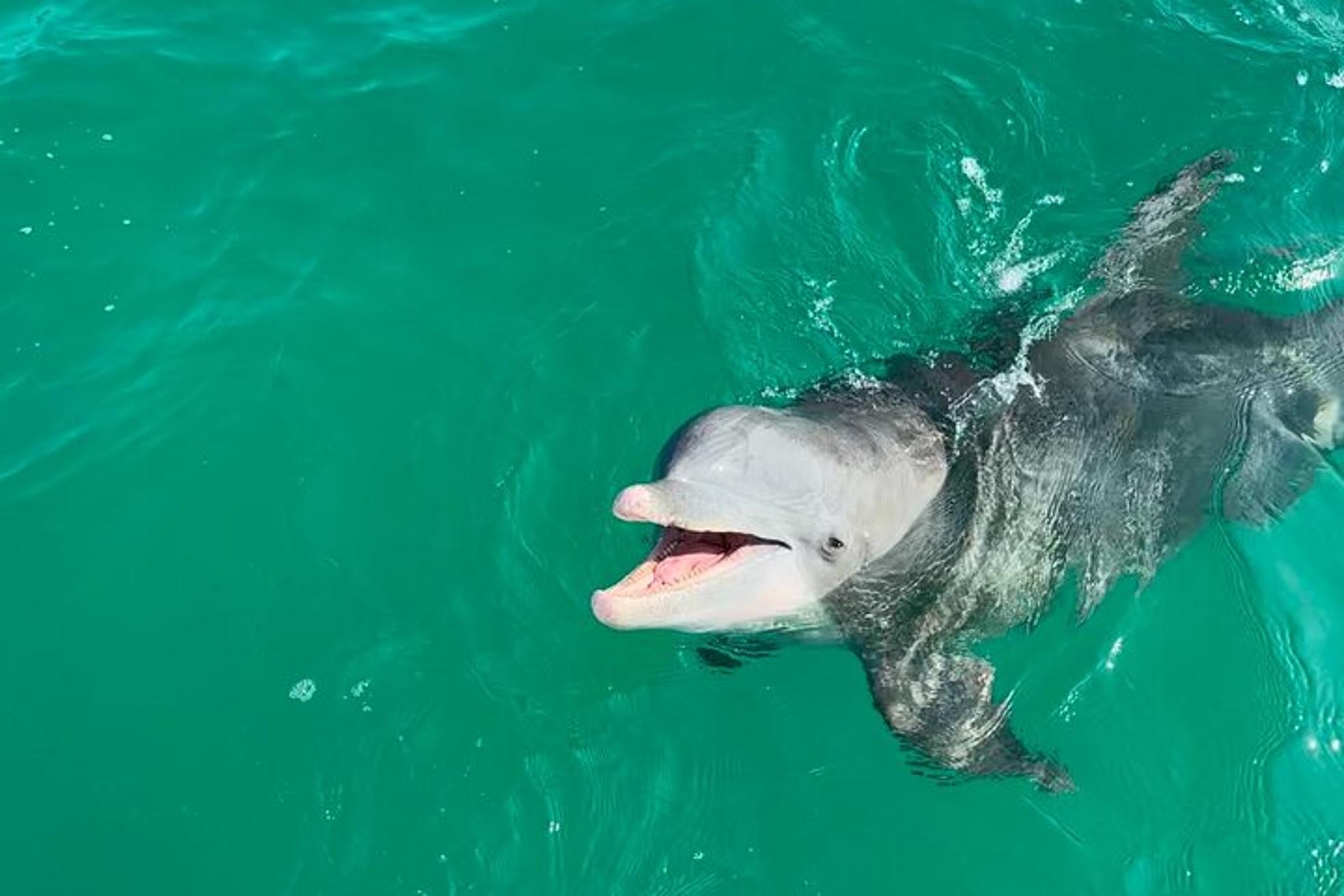 Panama City Beach Dolphin Sightseeing Boat Tour - Image 2