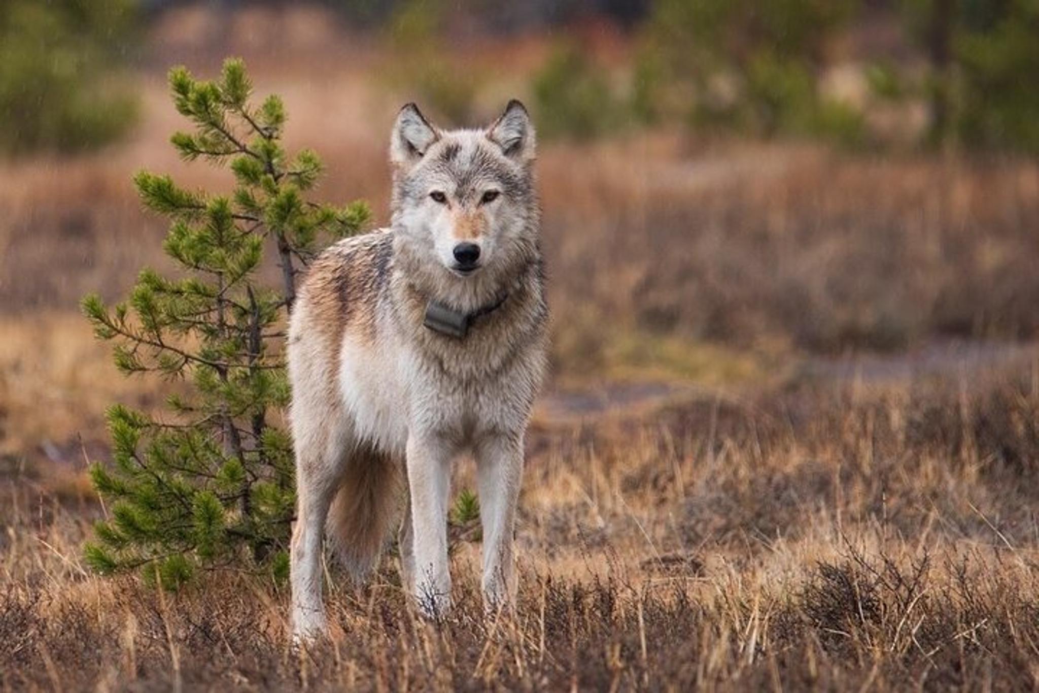 Yellowstone Wildlife and Waterfalls Tour - Image 6