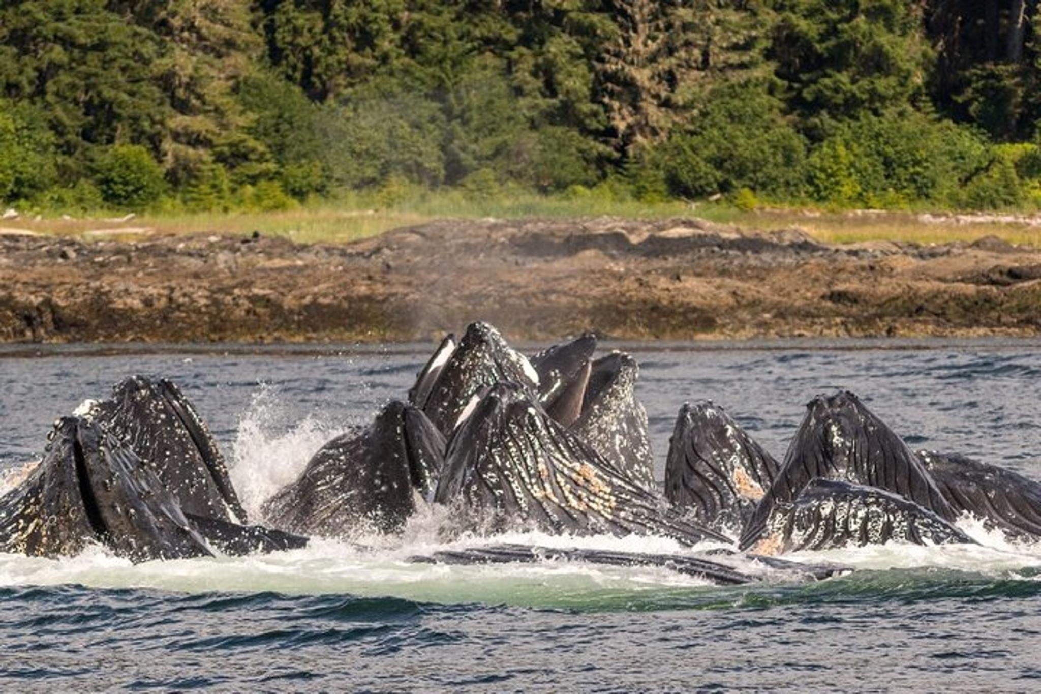 Ketchikan Whale Watching and Wilderness Dining 2 hr - Image 3