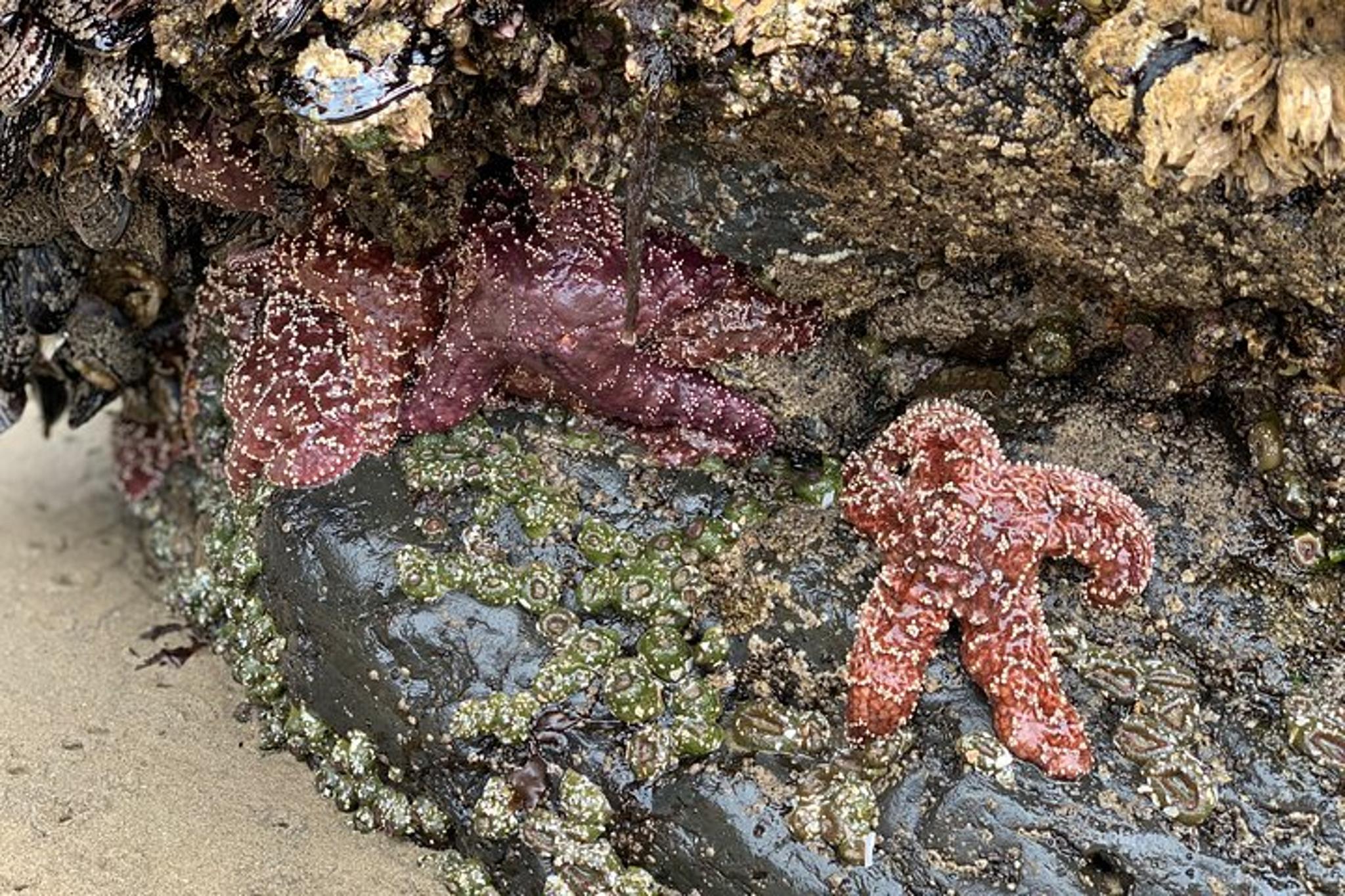 Portland Coastal Tour to Cannon Beach and Haystack Rock - Image 3