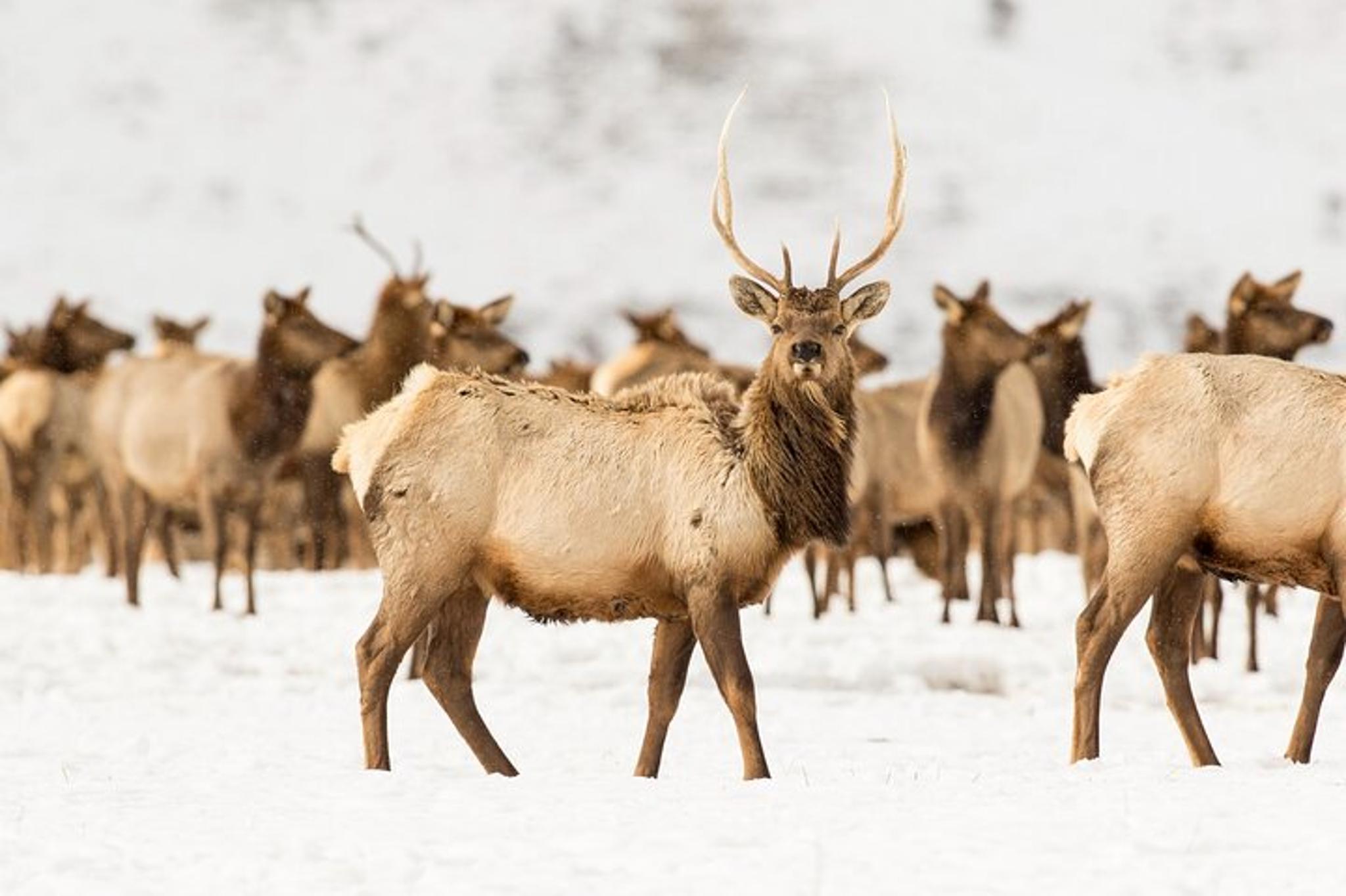 Grand Teton National Park Private Tour - Image 6
