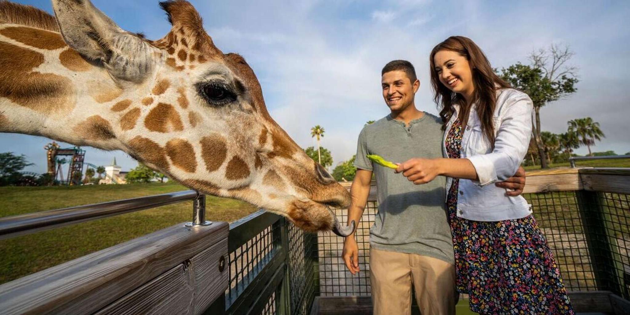 Tampa Serengeti Safari Tour 30 Min - Image 2