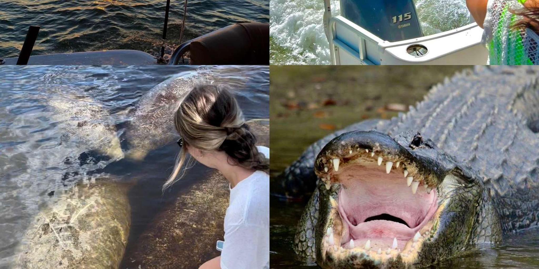 Naples Manatee and Dolphin Sunset Cruise