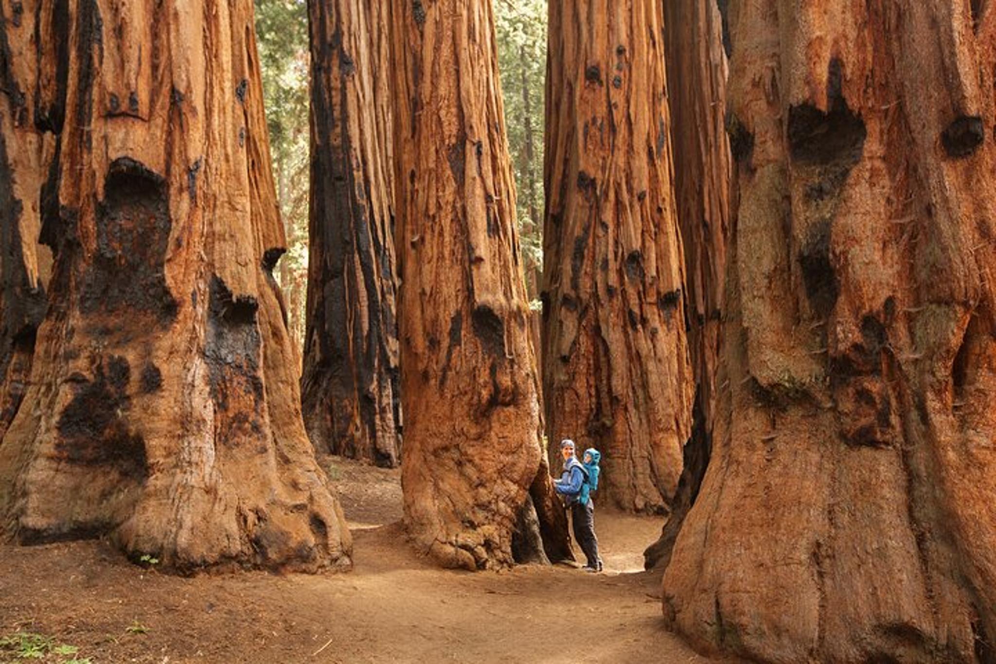 Three Rivers Sequoia National Park Small-Group Tour