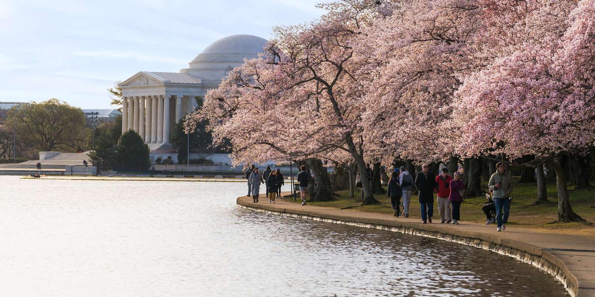 Washington DC Cherry Blossom Bus Tour with Tidal Basin Walk - Image 2