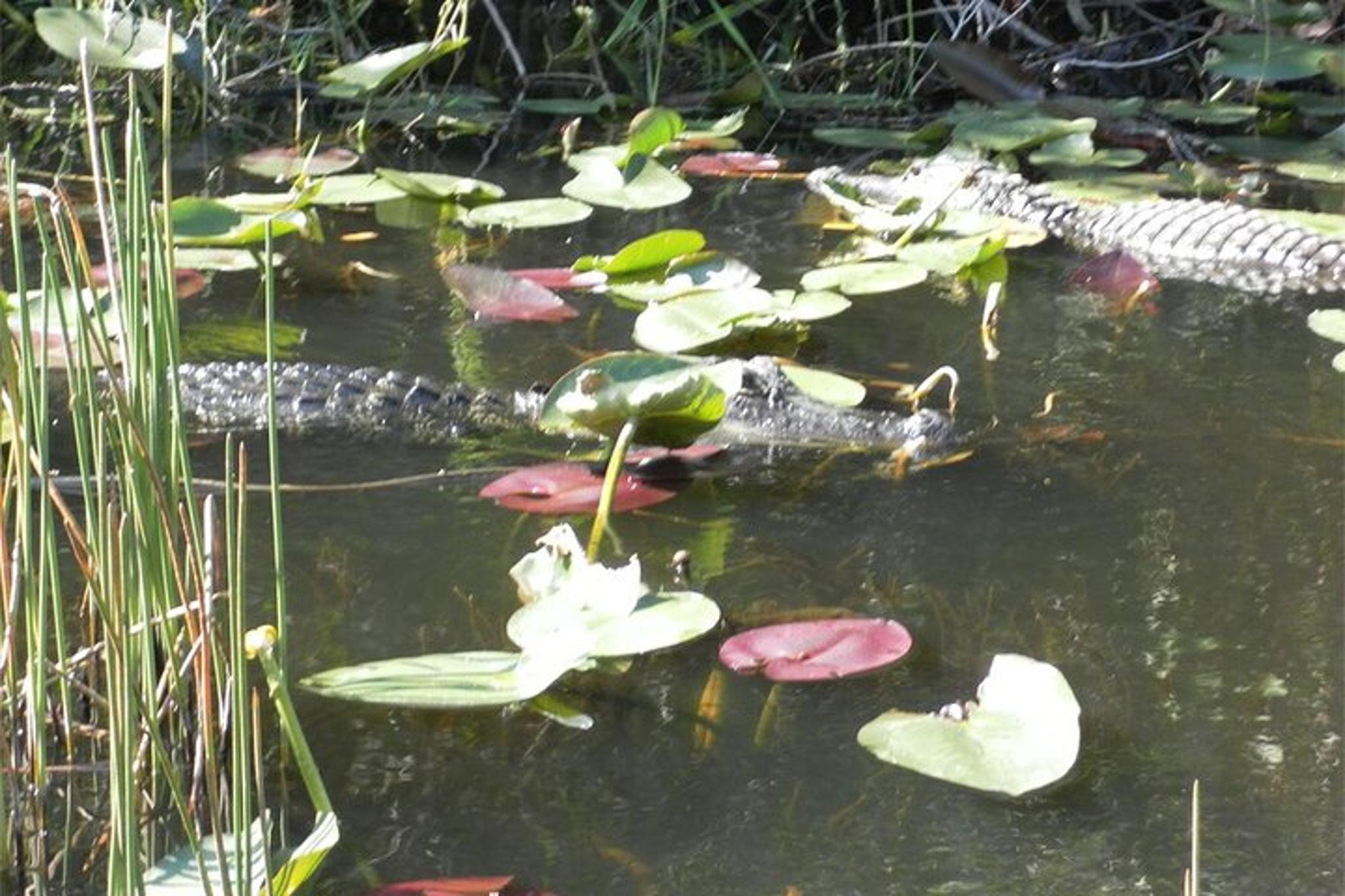 Fort Lauderdale Everglades Airboat Tour with Transportation - Image 3