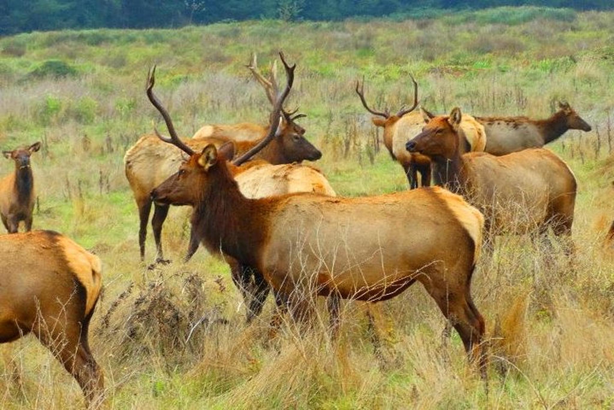 San Francisco Avenue of the Giants Redwoods Tour - Image 4