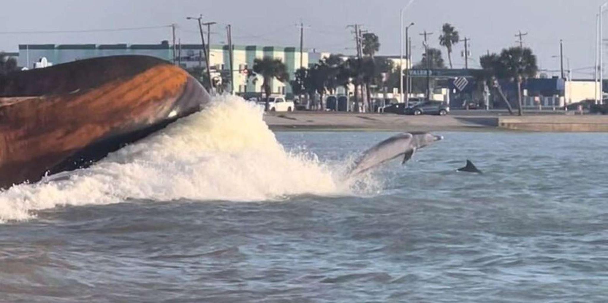 Port Aransas Dolphin Watch Boat Tour - Image 4