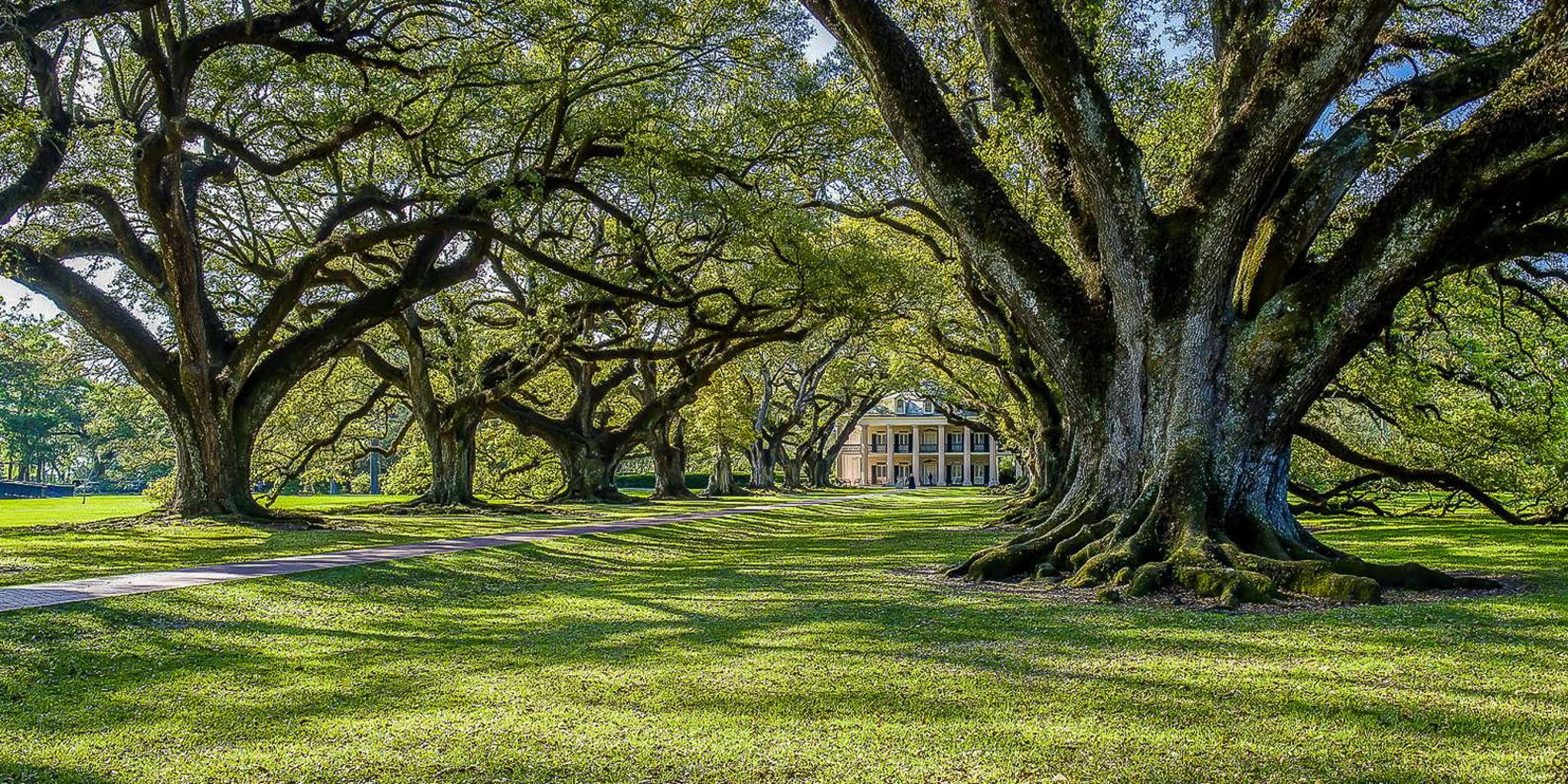 New Orleans Bayou Swamp and Oak Alley Plantation Tour - Image 3