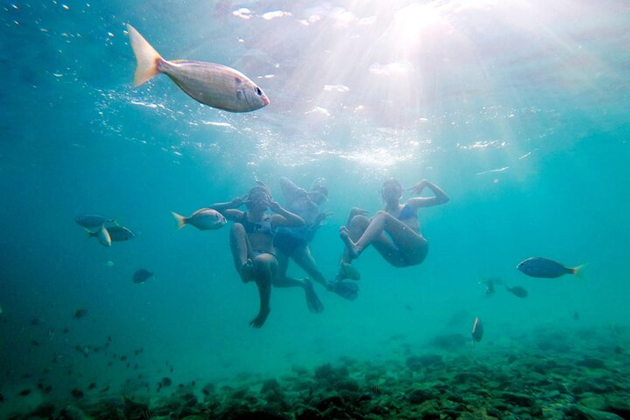 Destin Catamaran Snorkel and Dolphin Tour - Image 5