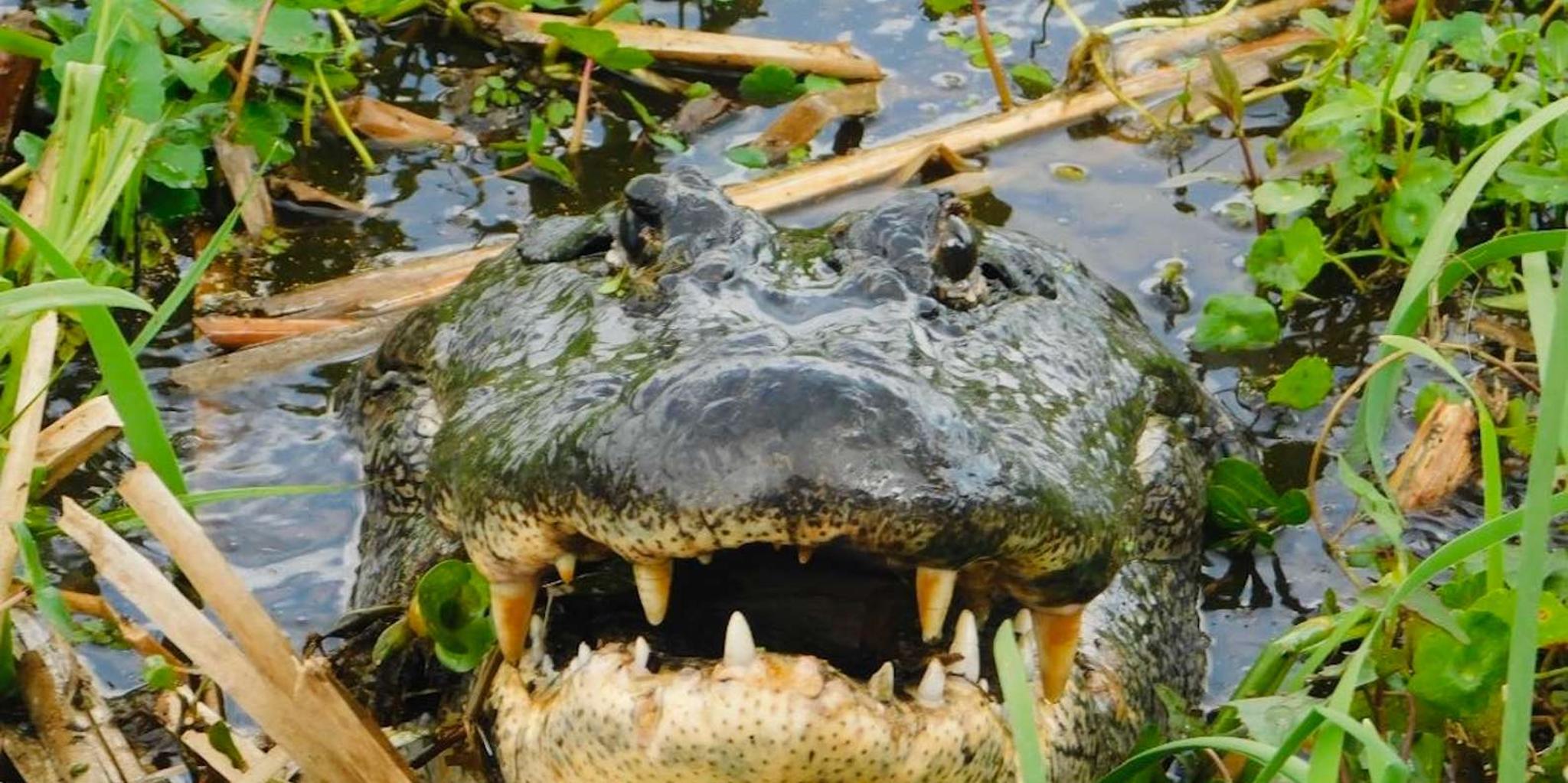 New Orleans Airboat Swamp Tour - Image 2