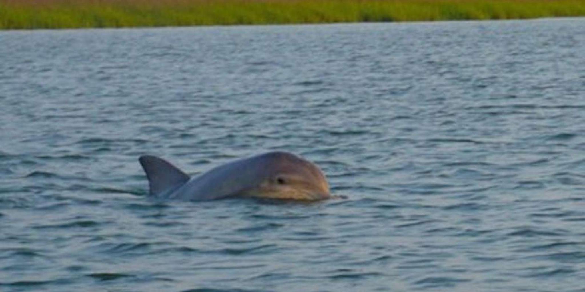 Hilton Head Island Dolphin and Disappearing Island Tour - Image 3