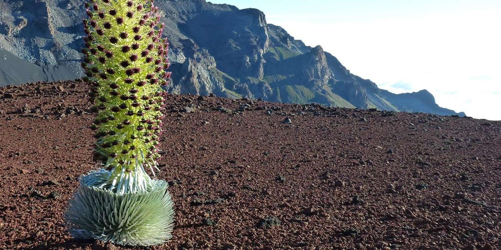 Maui Haleakala Sunrise Tour with Breakfast - Image 6