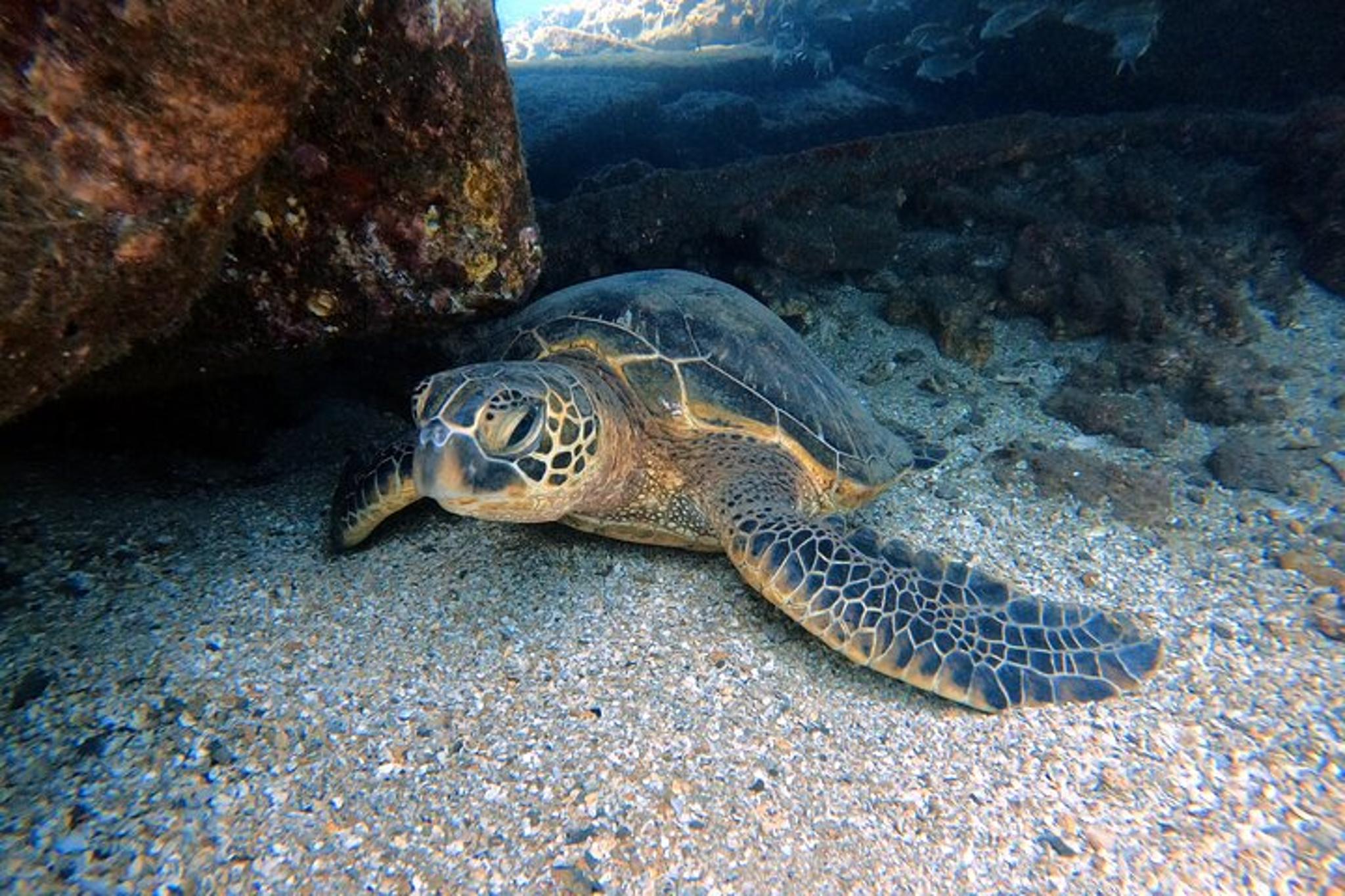 Ka'anapali Coast Scuba Diving for Certified Divers