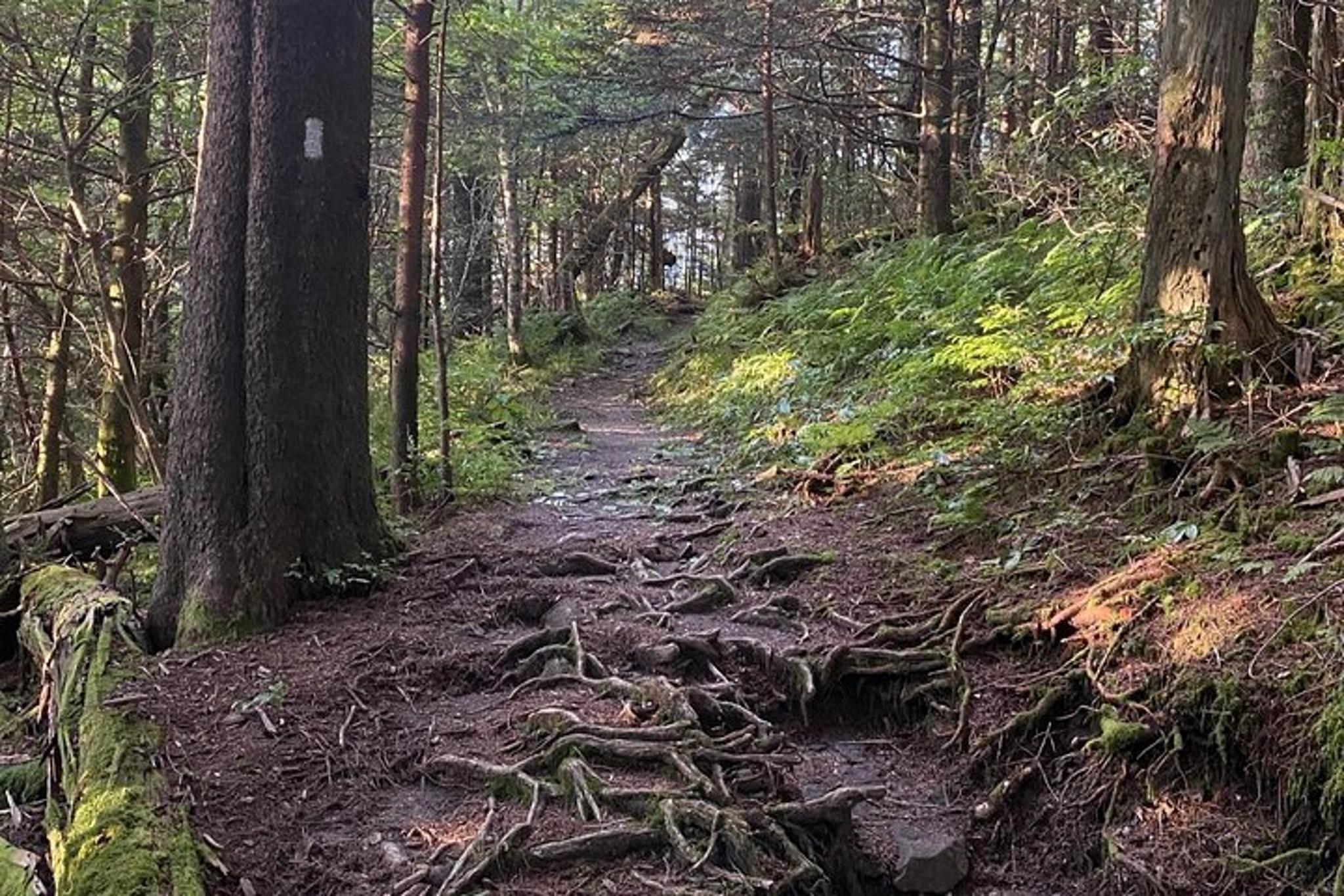 Gatlinburg Appalachian Trail Hike to Charlies Bunion 6 hr - Image 3